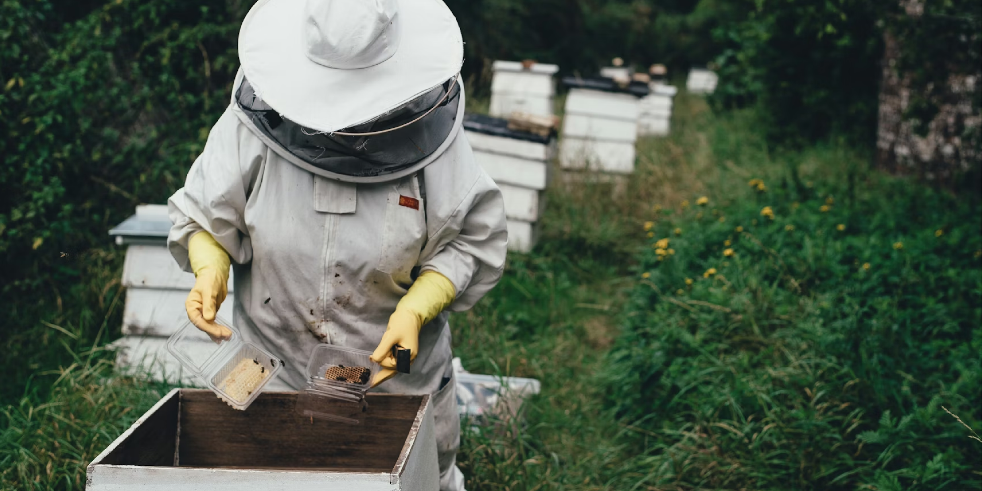 The Beekeeper of Aleppo