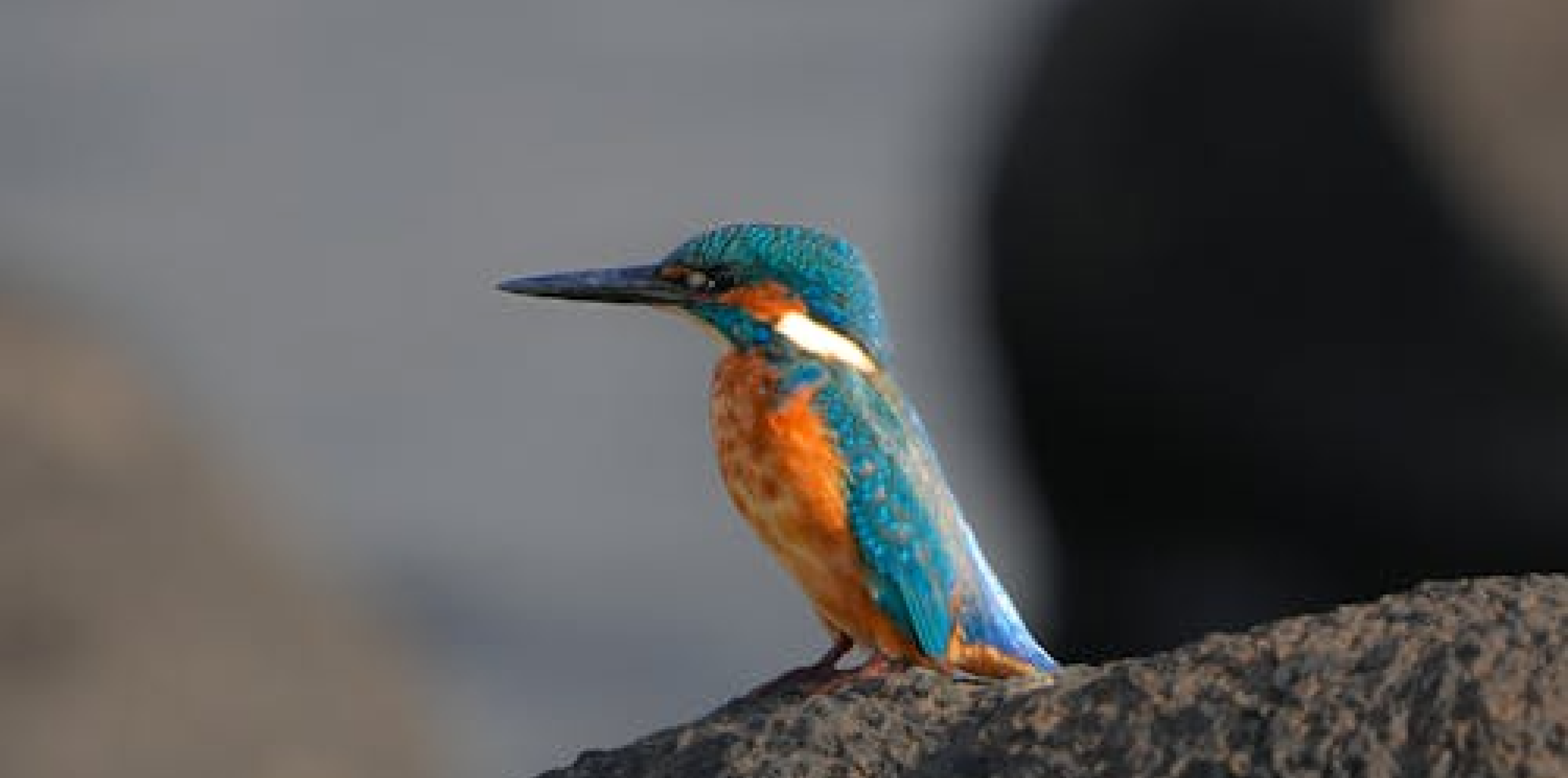 Kingfishr