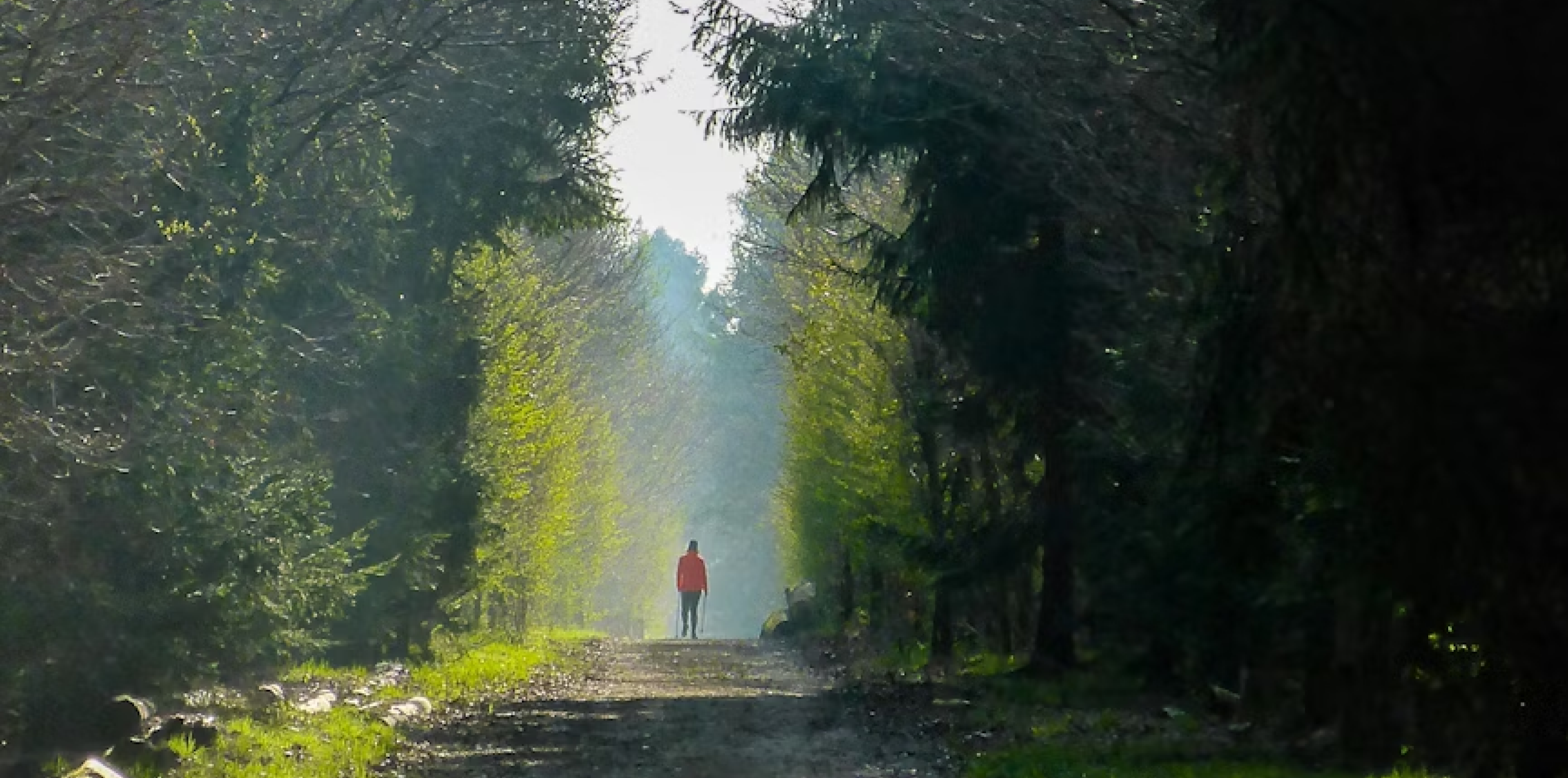 Shankill Tree Trail Guided Walk