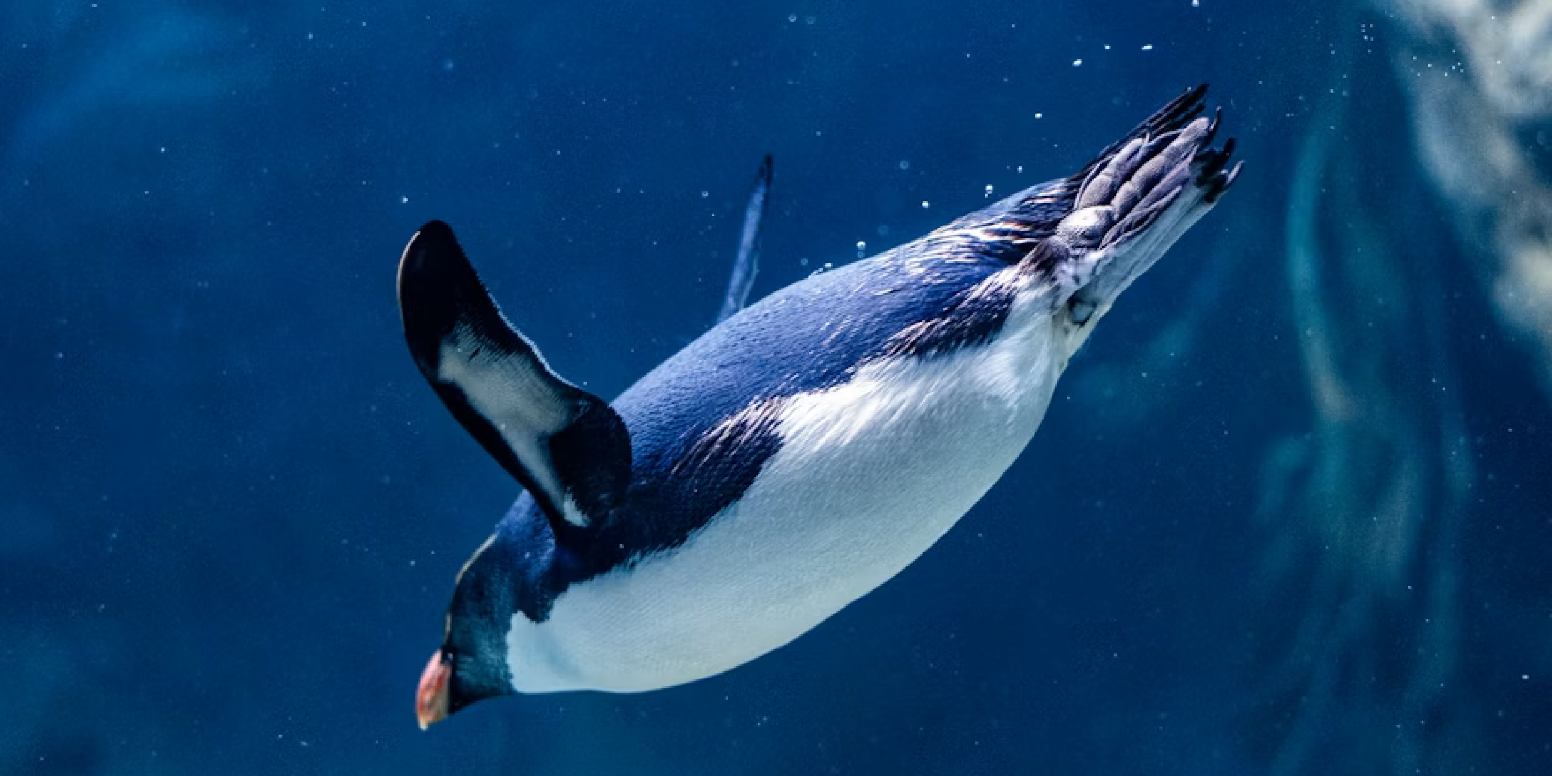 The Great Penguin Eggventure