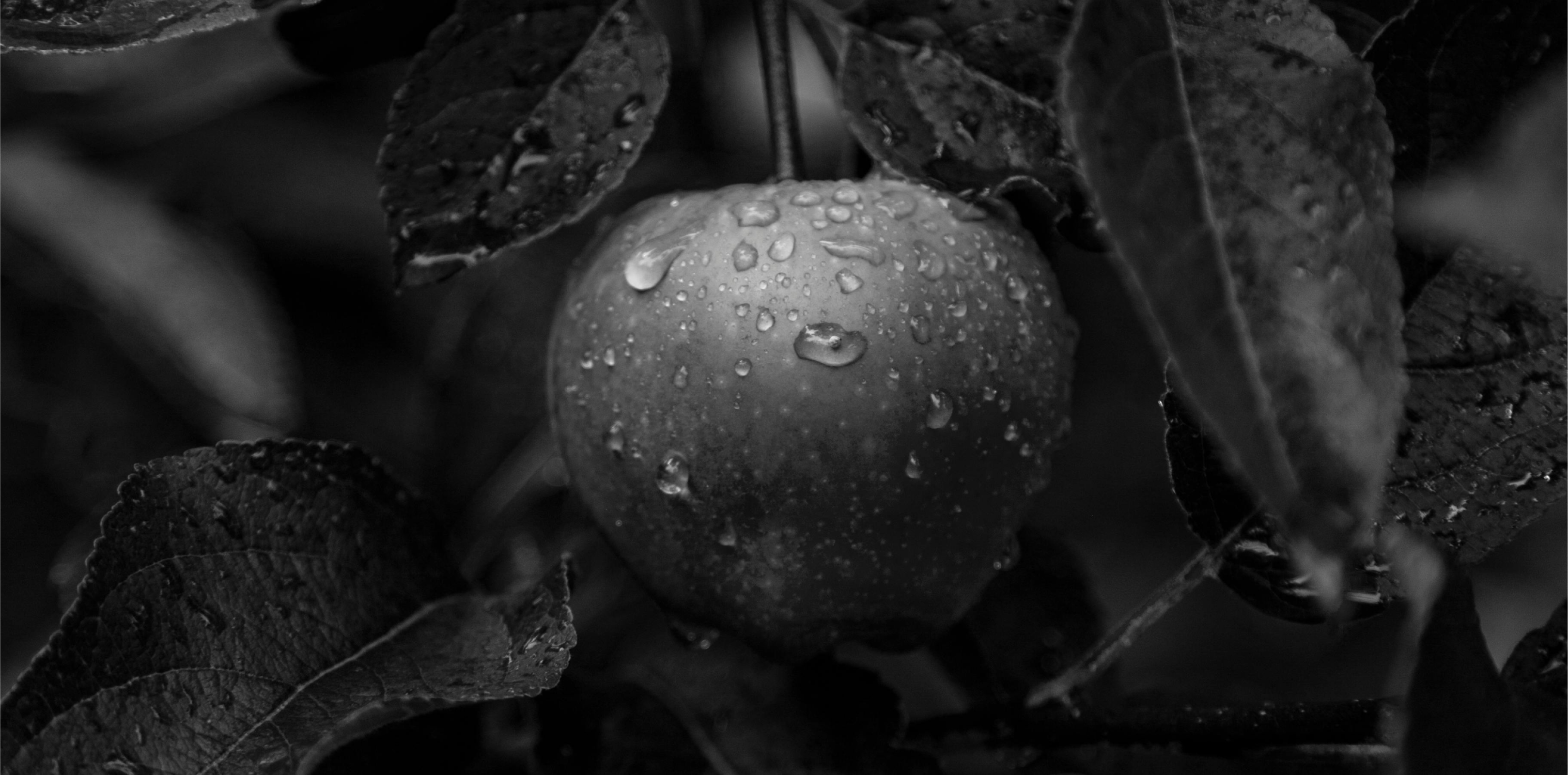 Forbidden Fruit Festival | 2026