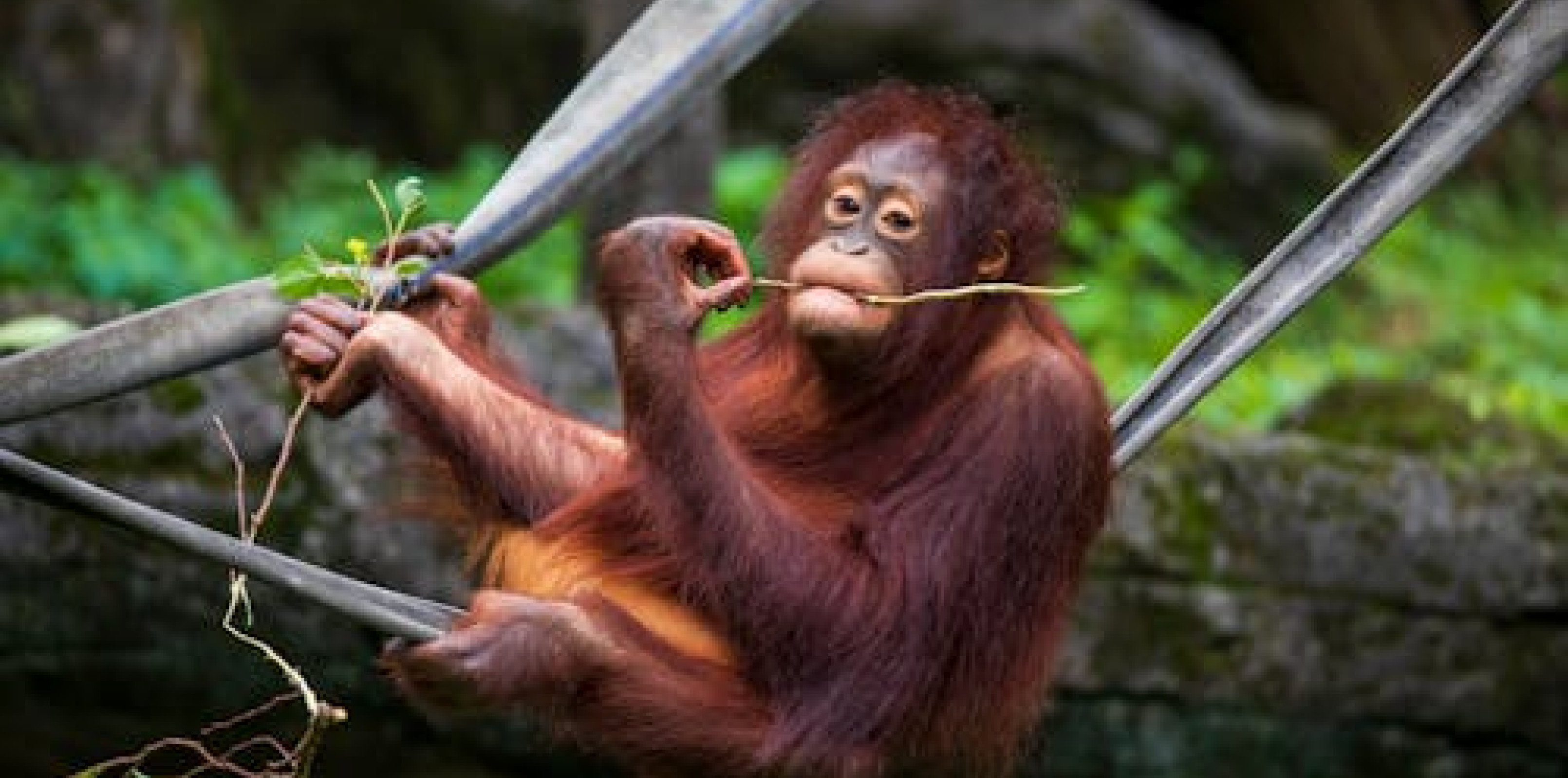 Orangutan Keeper Talk