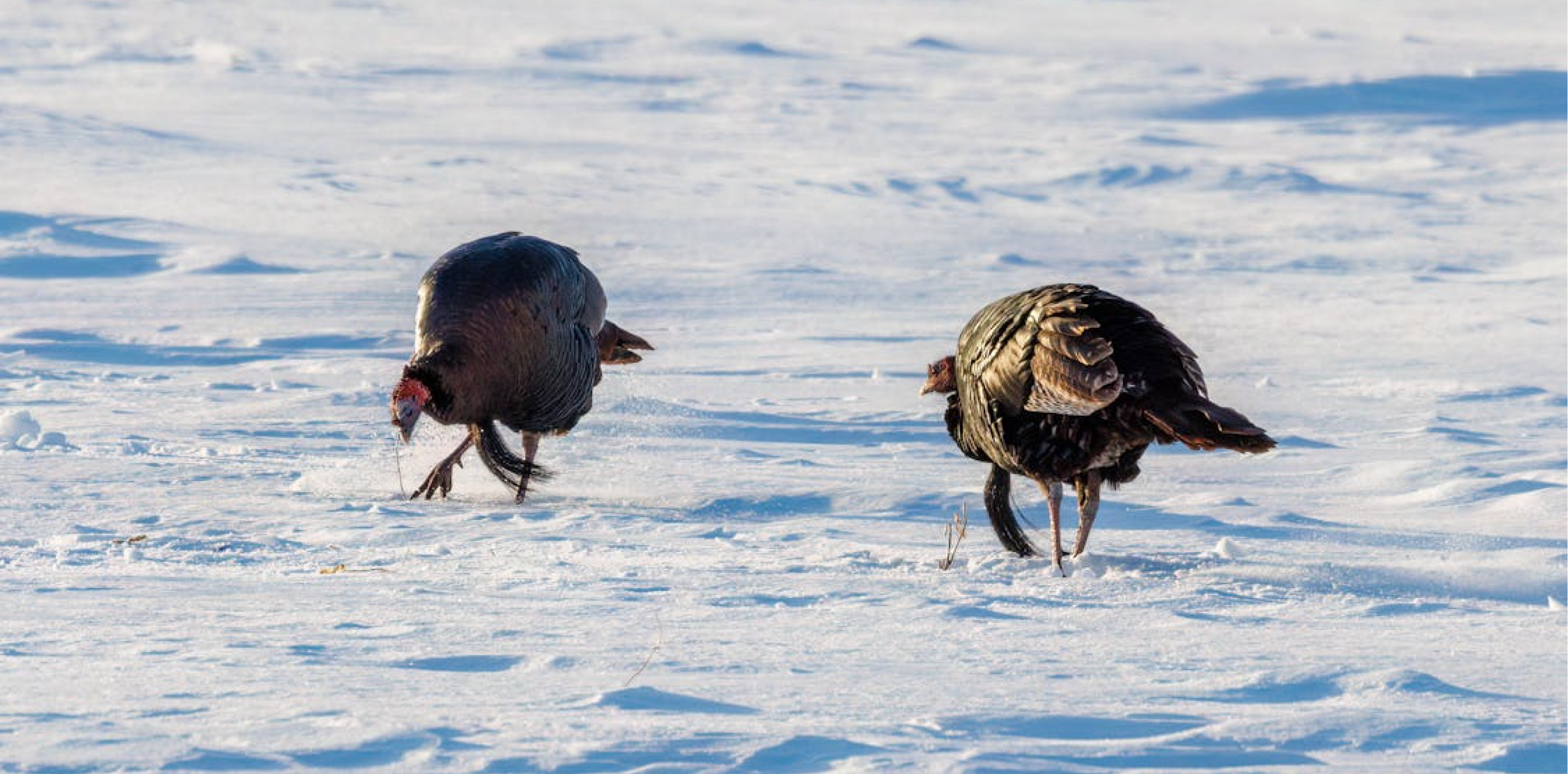 The Wild Turkeys | Family Concert