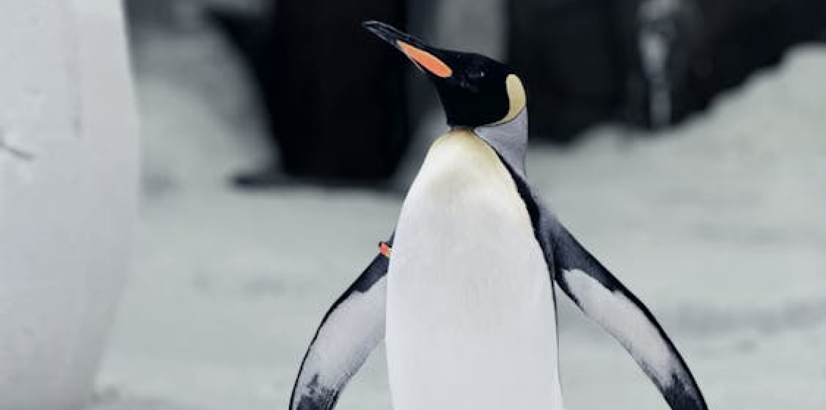 Humboldt Penguin Keeper Talk