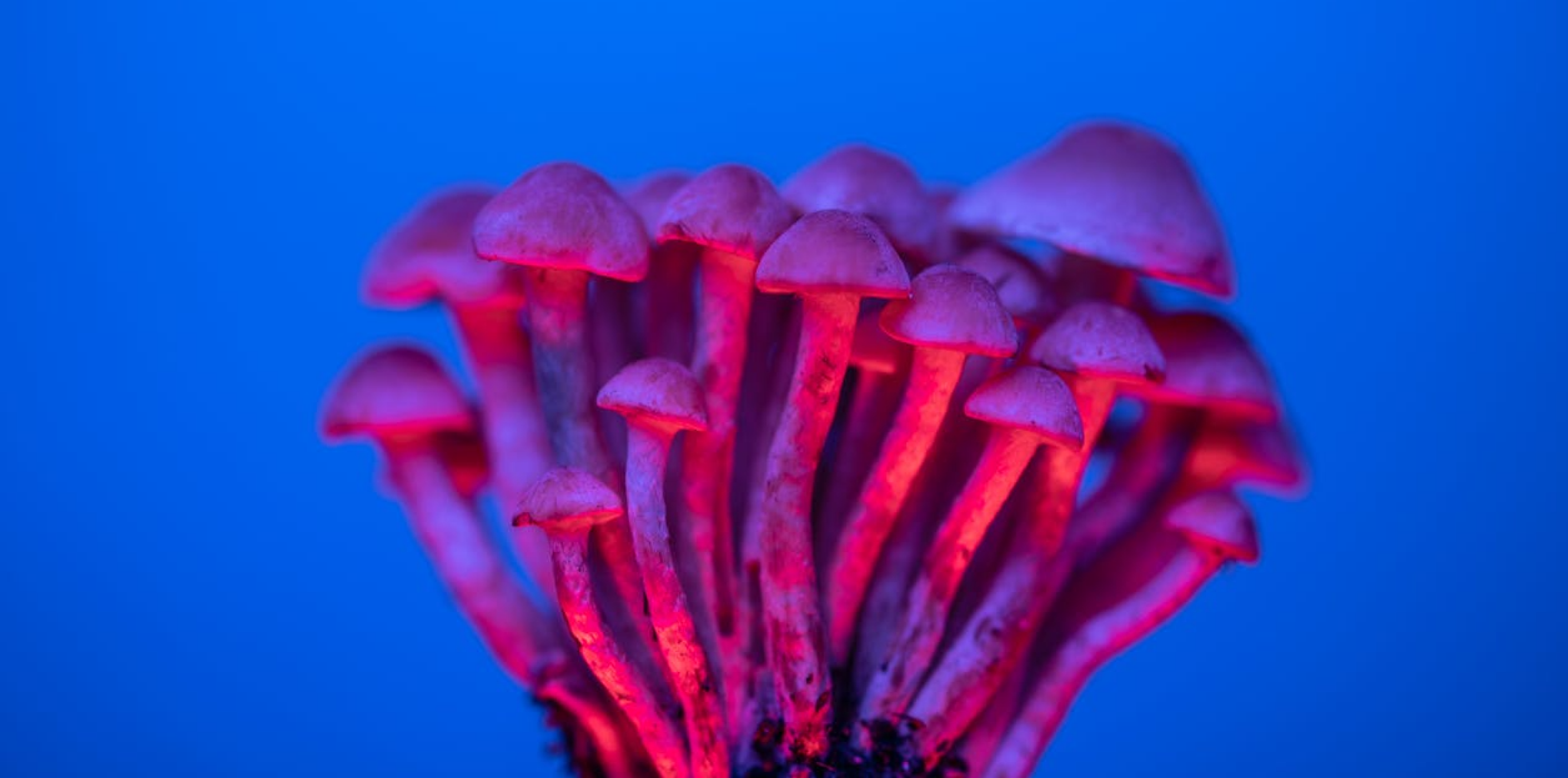Neon Painting | Magic Mushrooms