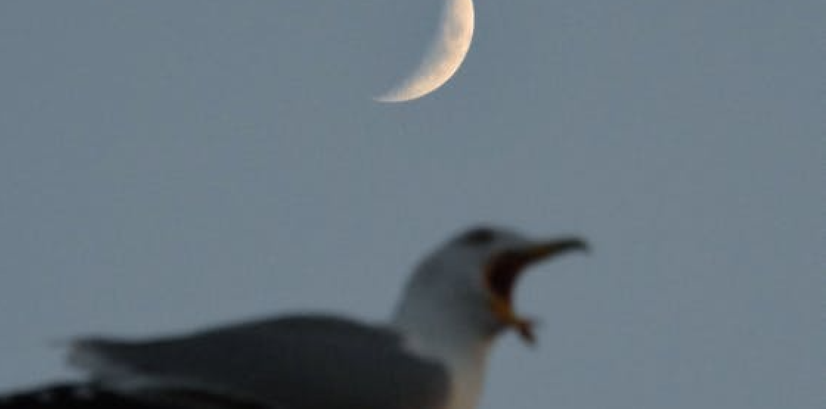 Howling at the Moon | Christopher Macarthur-Boyd