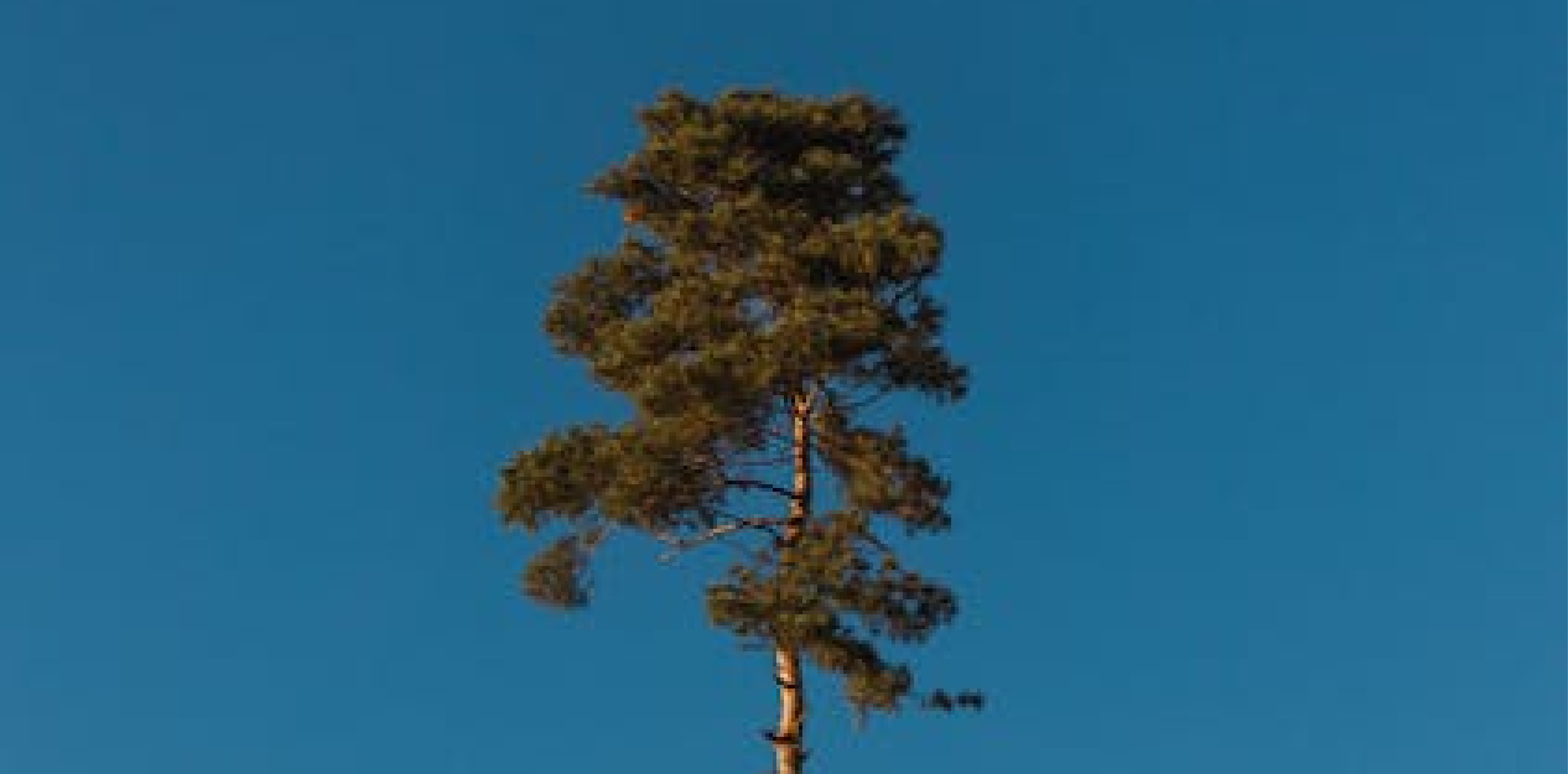 The Tallest Man on Earth