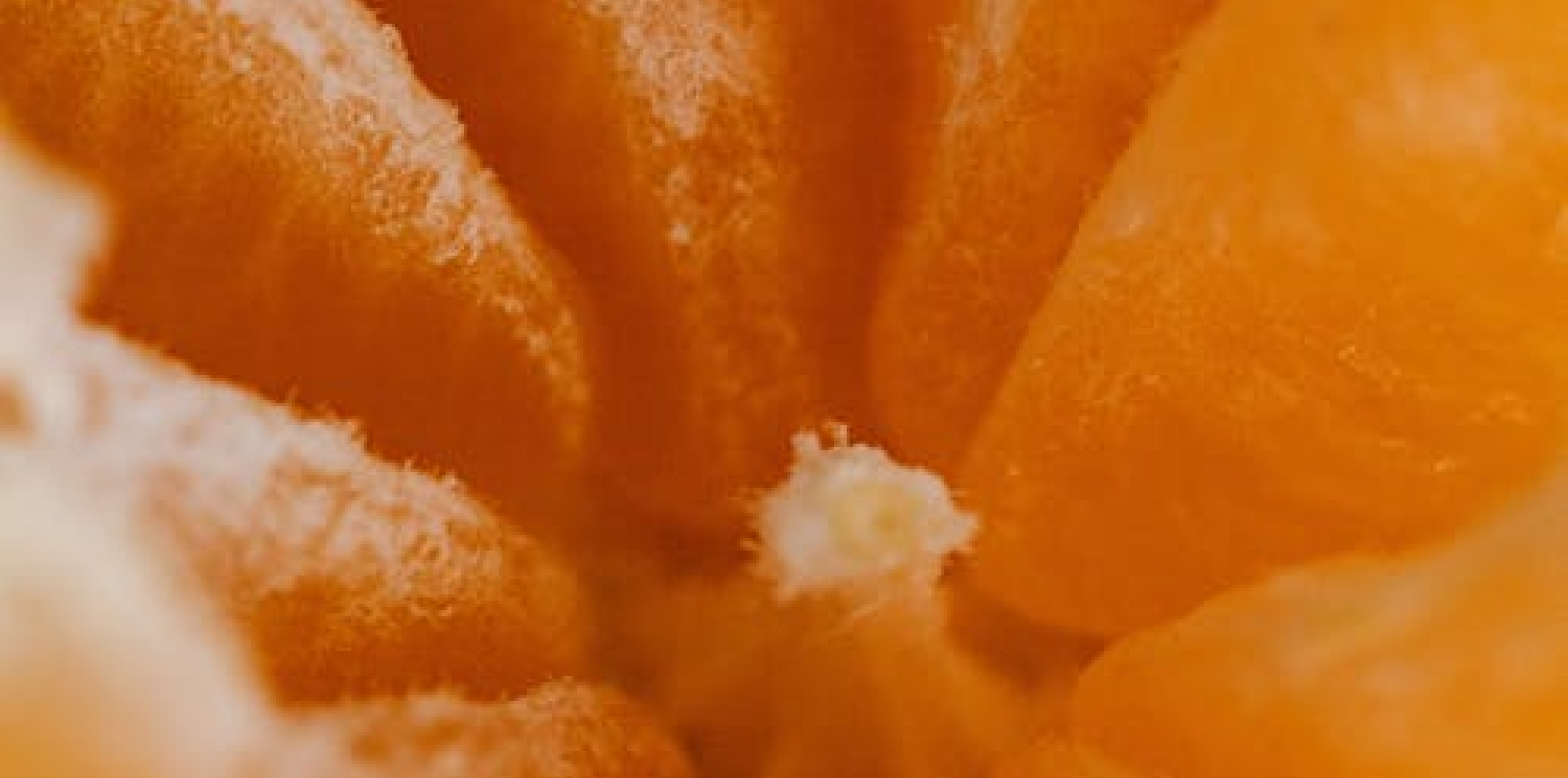 Orange Crush | Ivo Graham