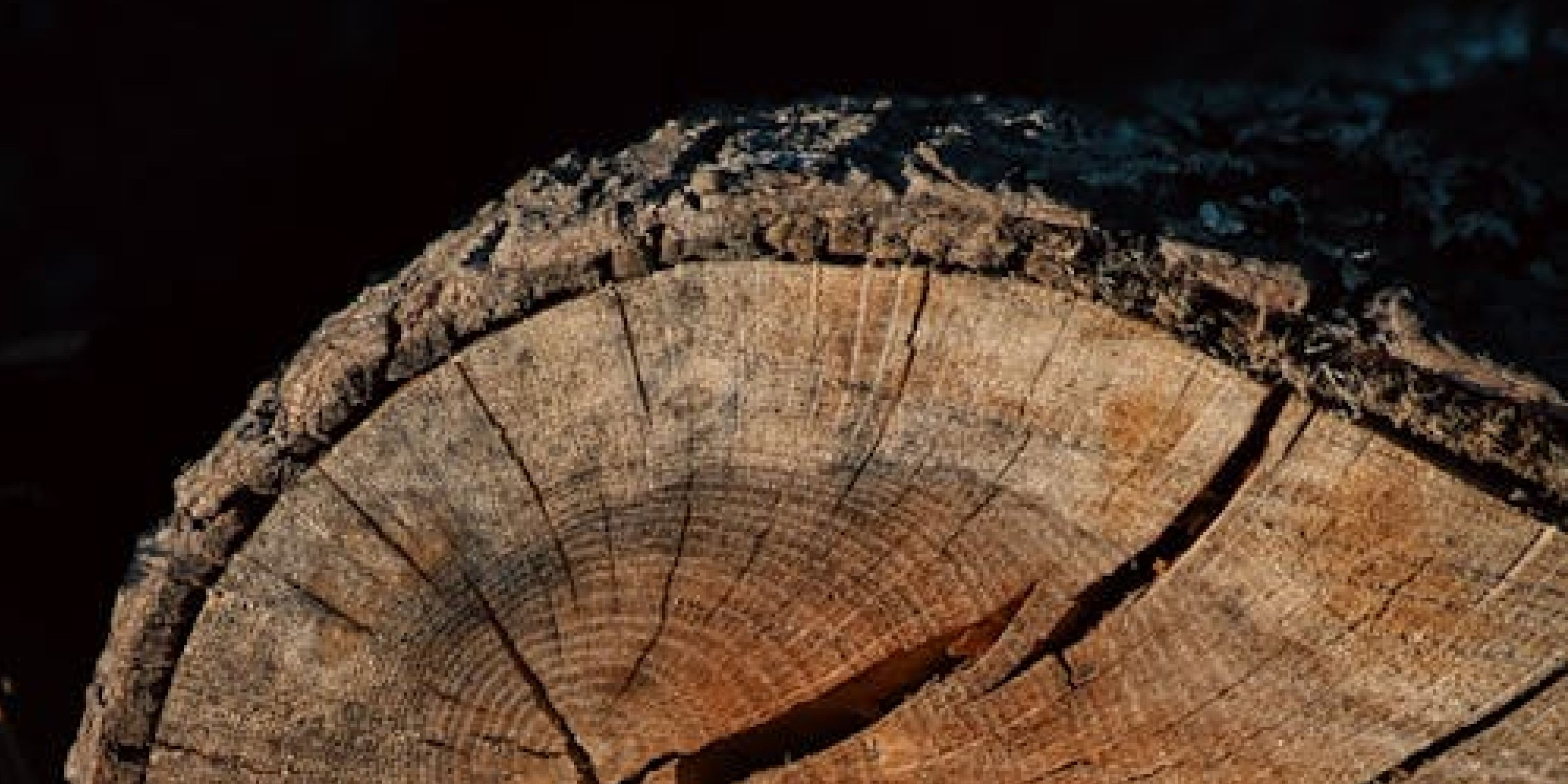 Bob Log III