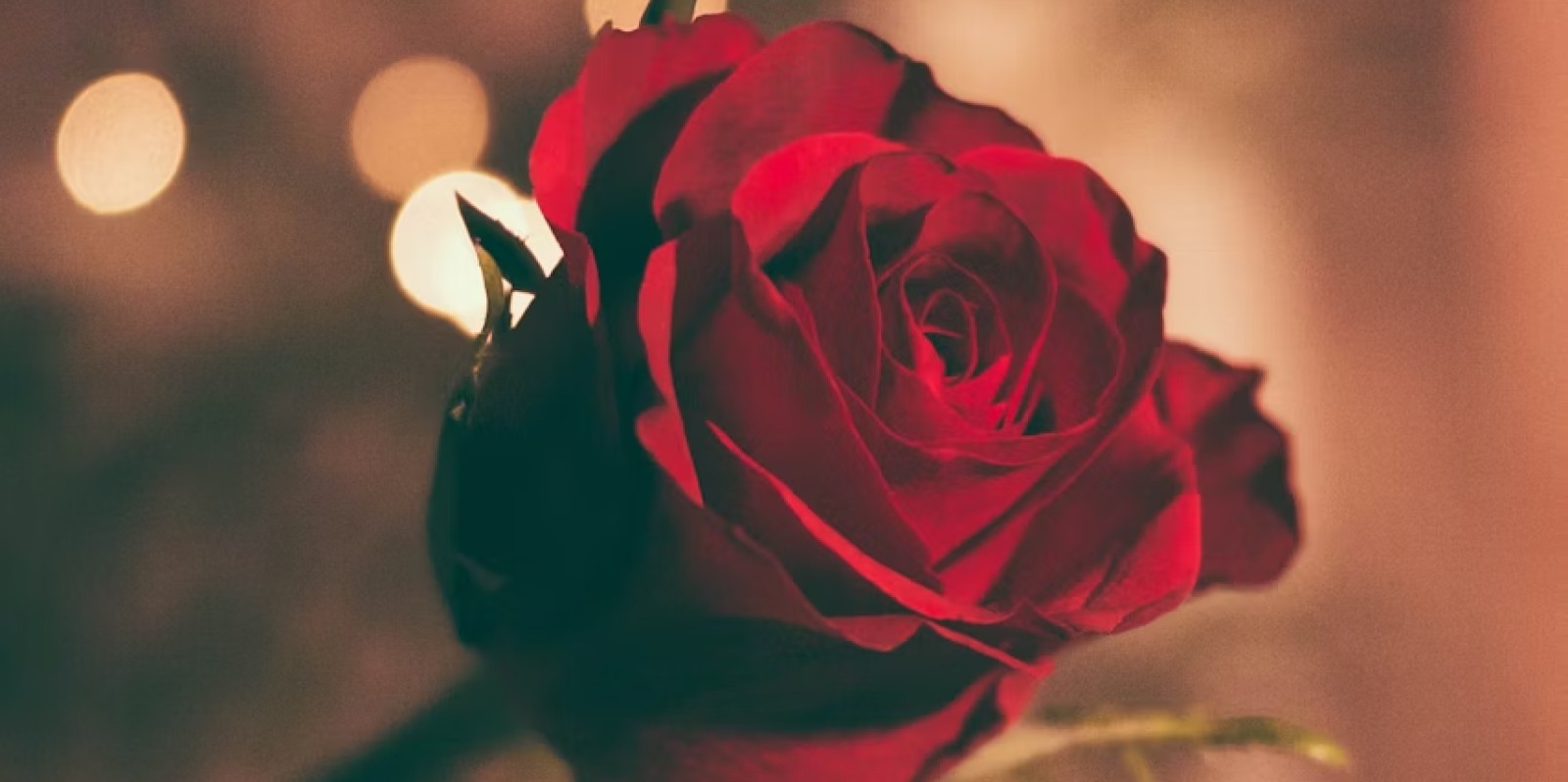 A Night of Love and Dreams