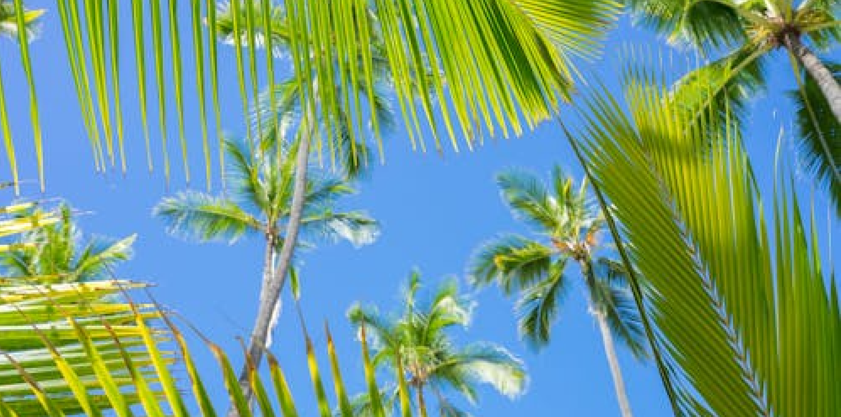 Tropical Trivia | Wigwam