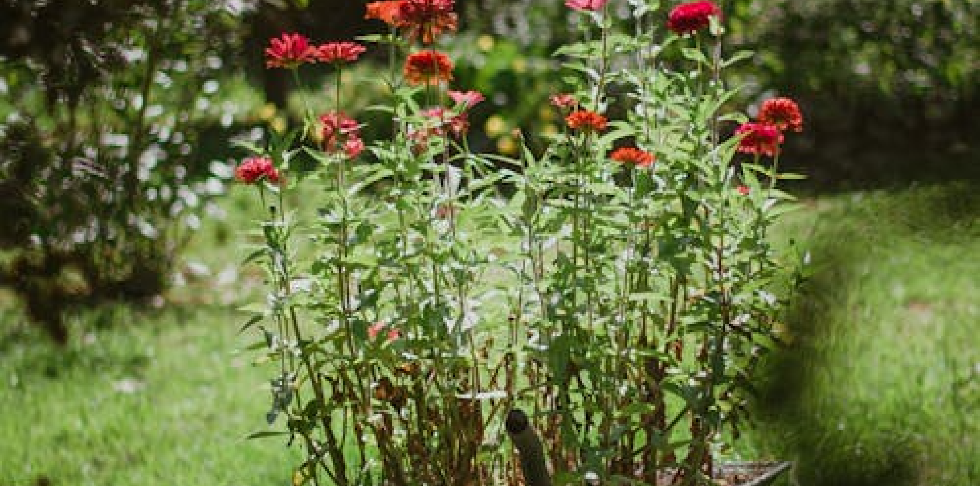 Community Garden Group | D8