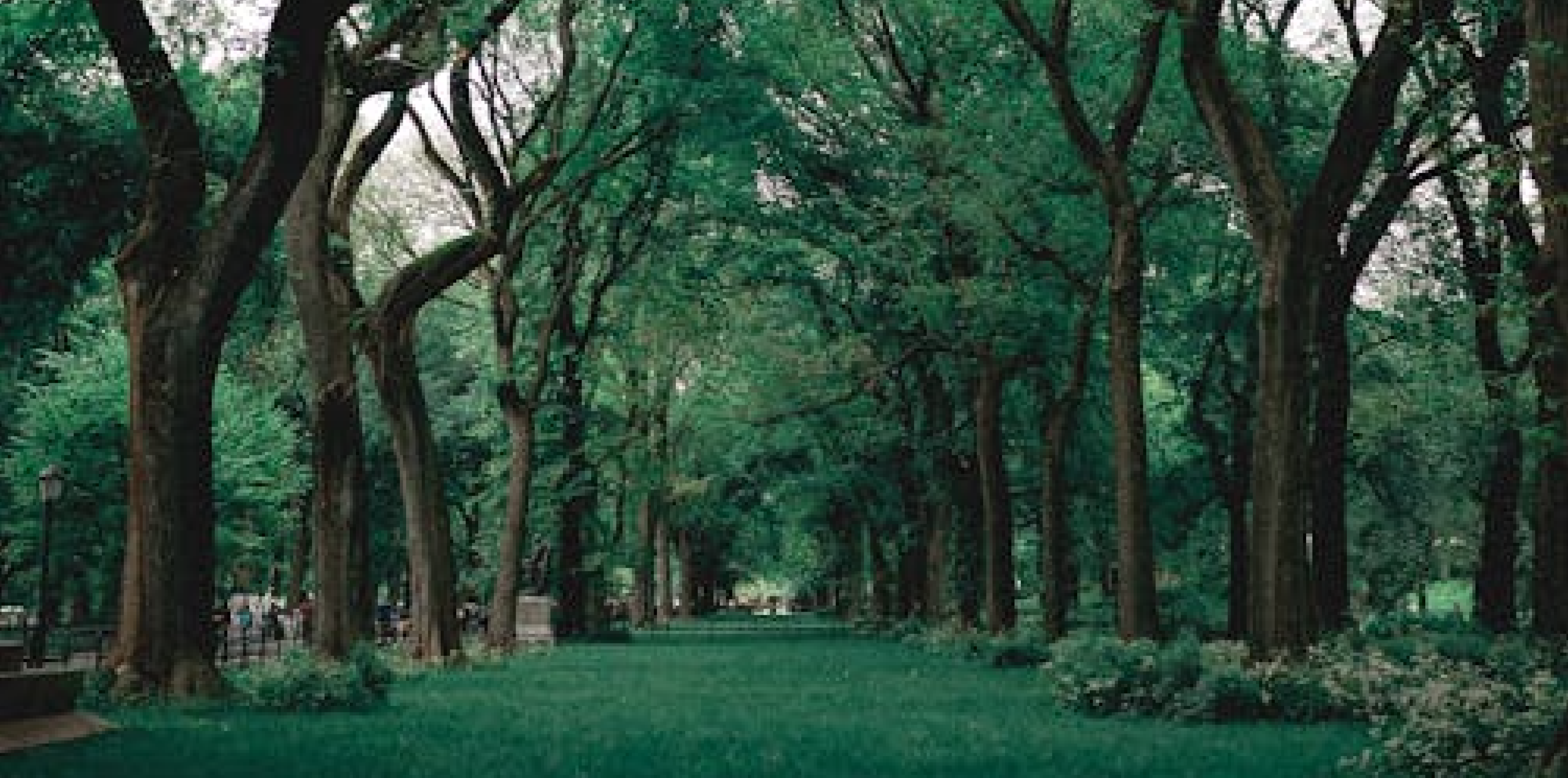 Guided Walk Focusing on the Native Trees of St Enda’s Park
