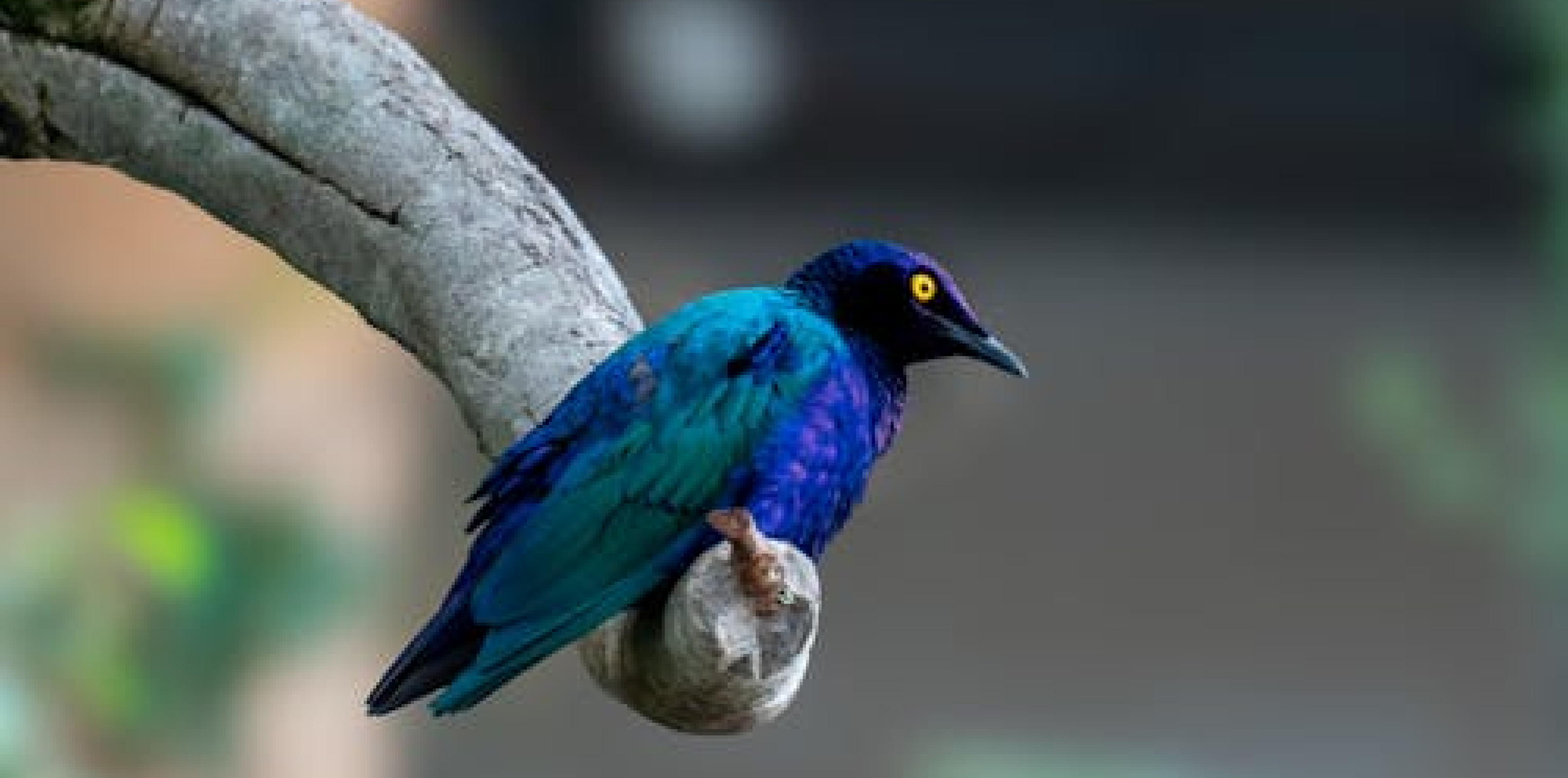 Biird