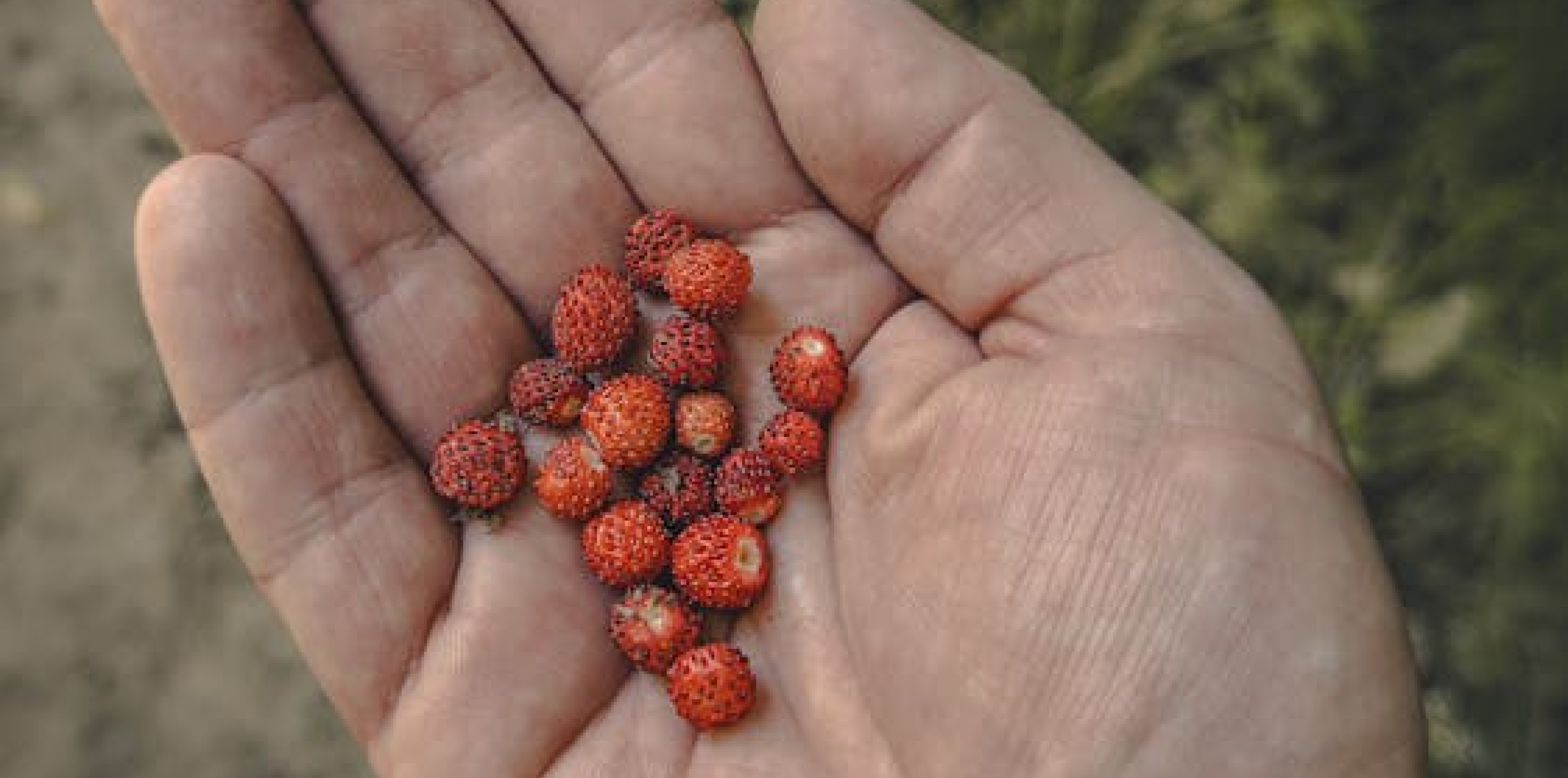 Local Plants, Local Stories: Foraging Walk | Feebee Foran for Adults
