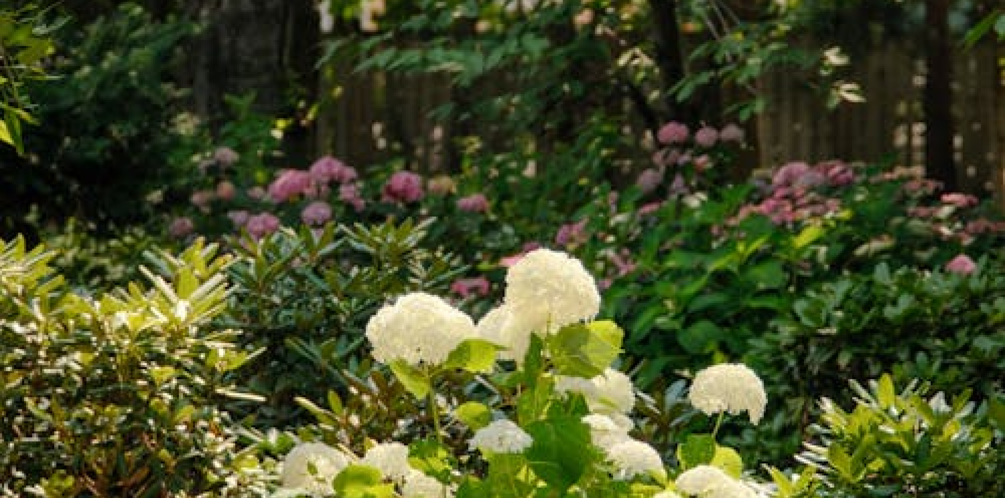GUIDED GARDEN TOUR – EARLY SUMMER