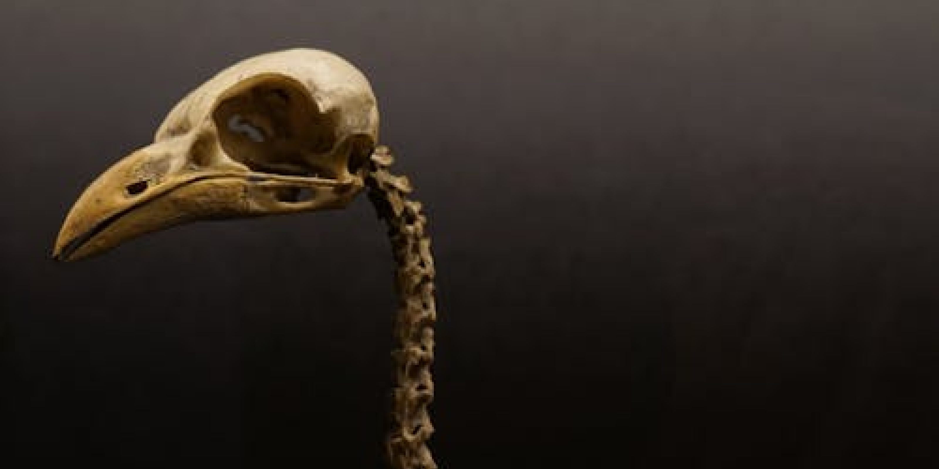 Cruinniú na nÓg | Dead Zoo Lab