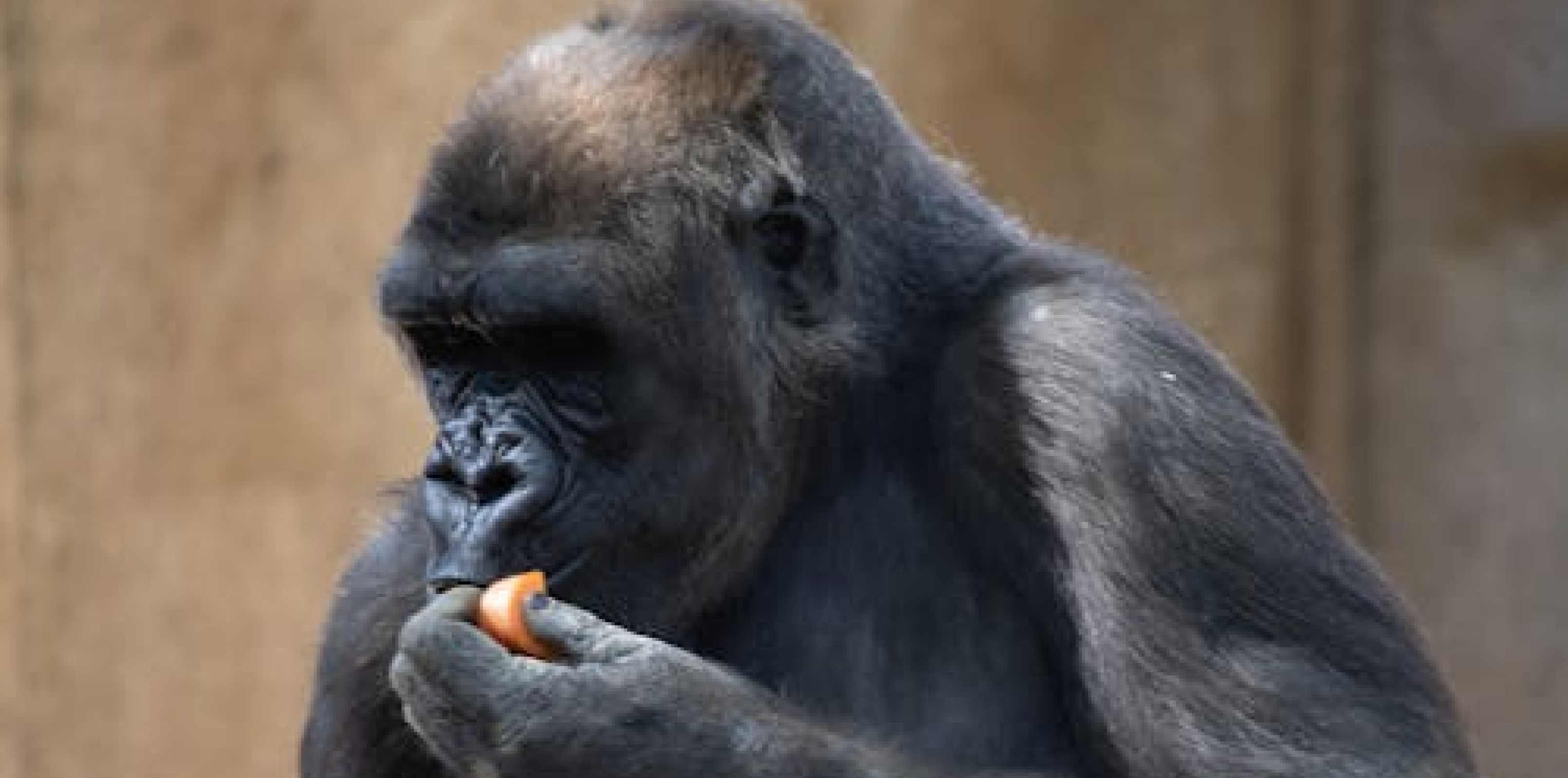 Gorilla Keeper Talk
