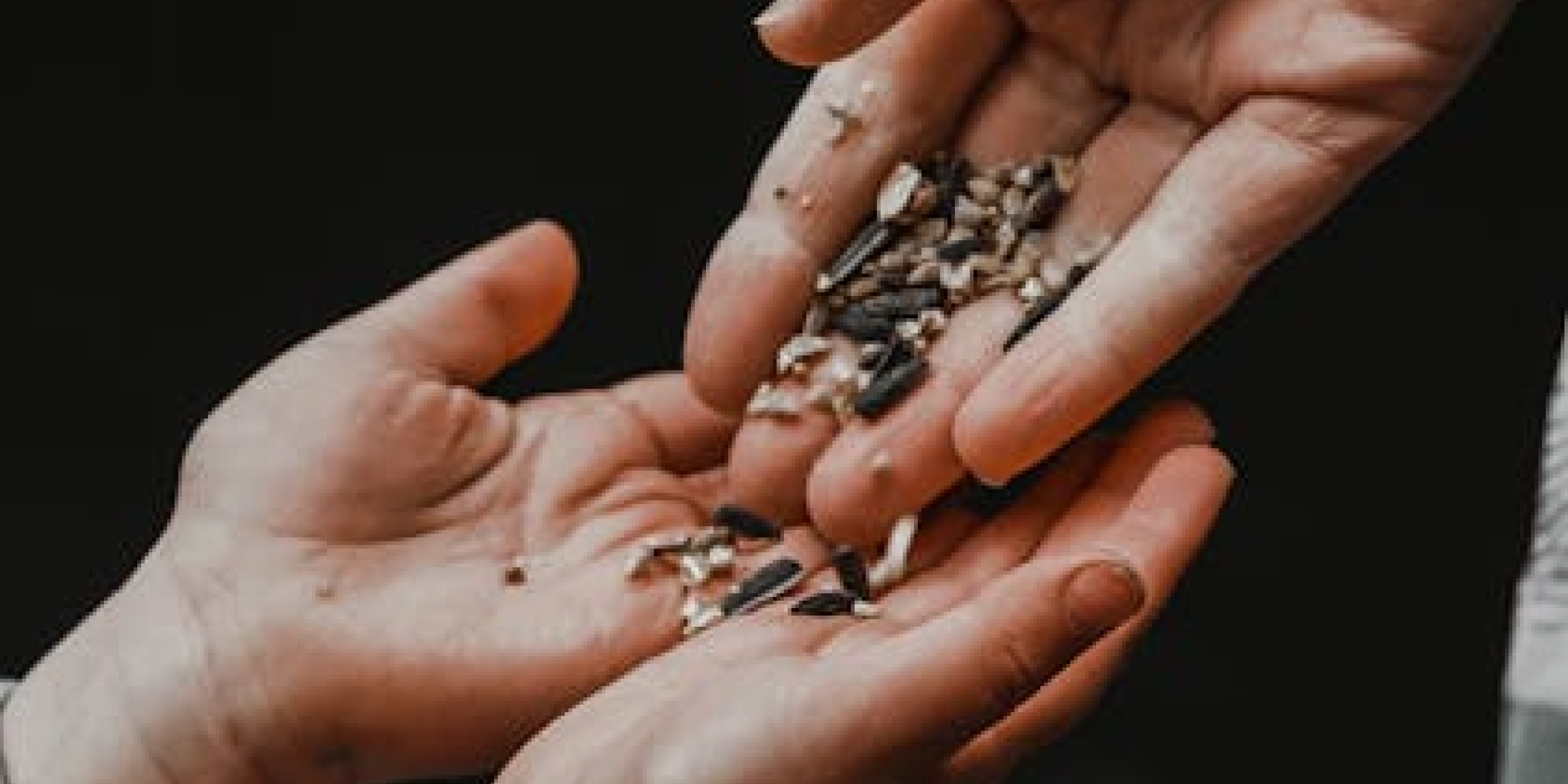 Seed Swap & Community Garden Meetup