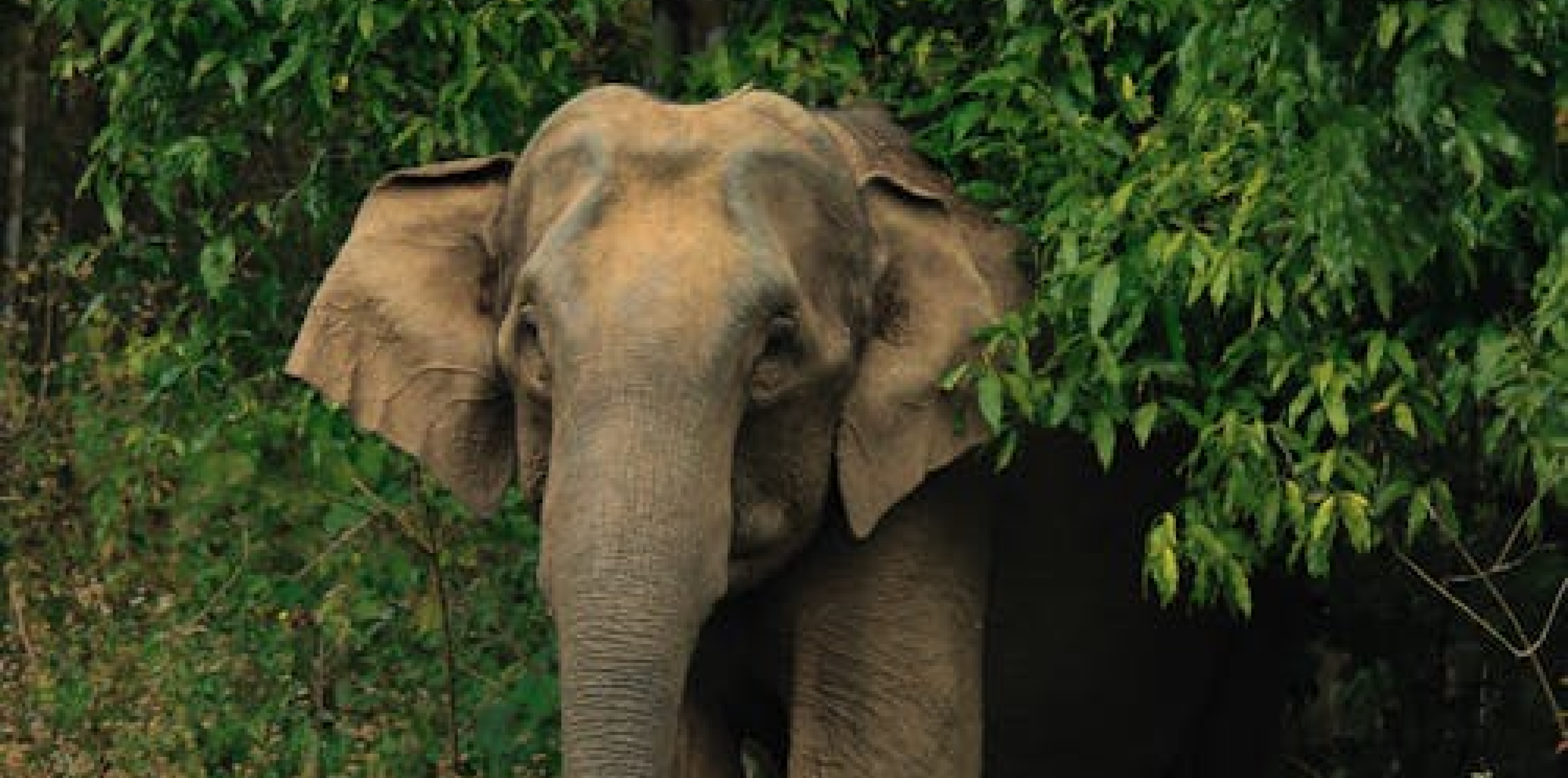 Asian Elephant Keeper Talk