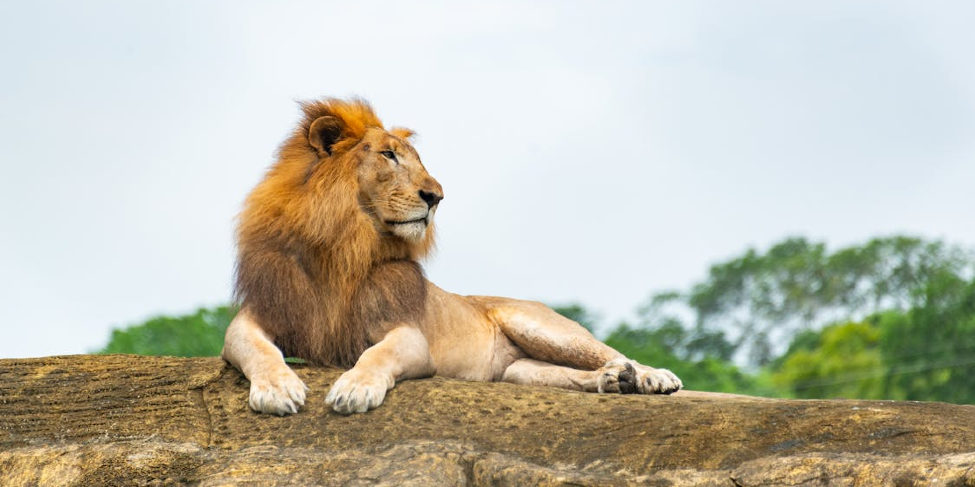 The Lion Inside