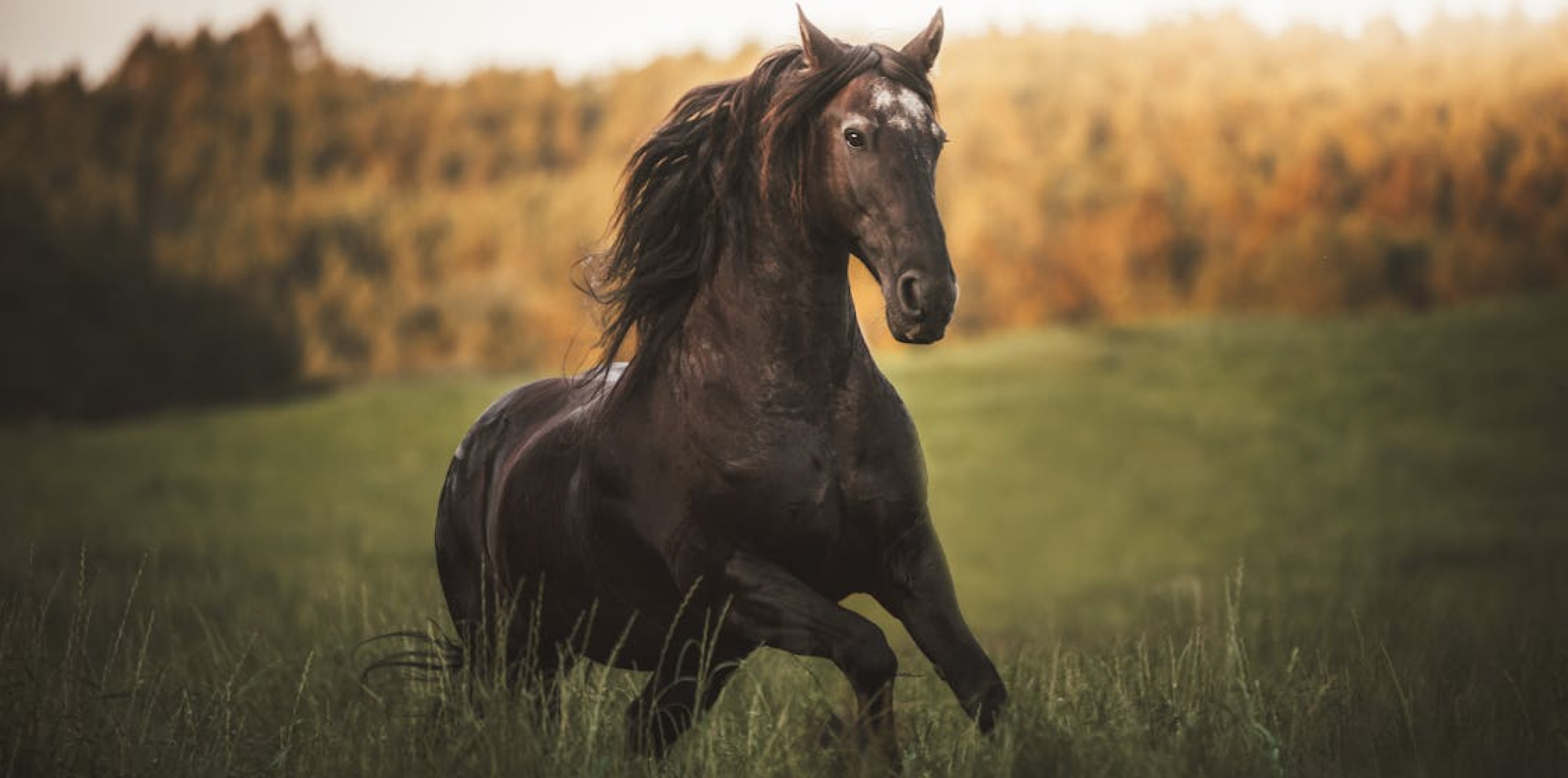 Index: Faster Horses 