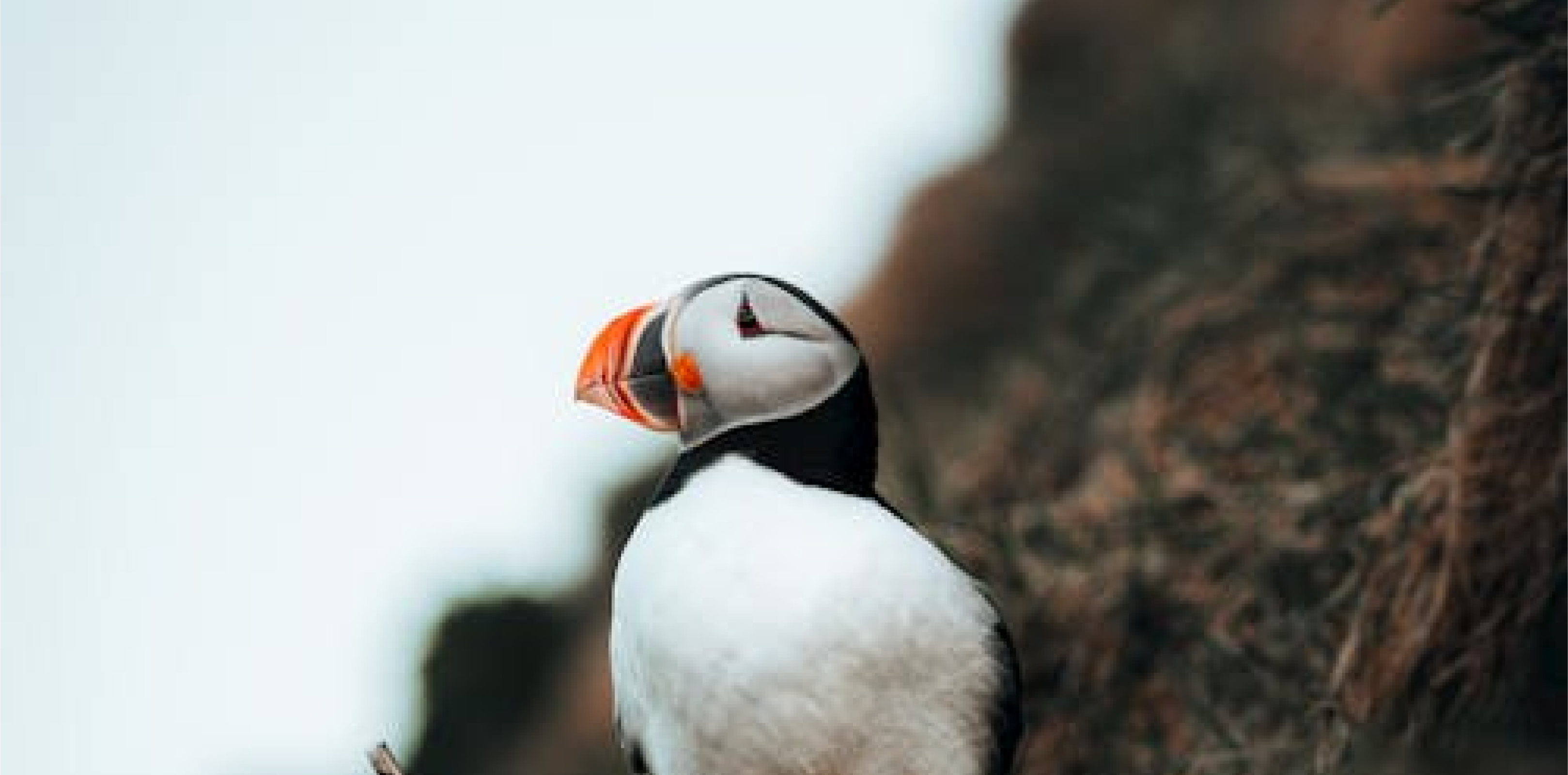Léiriú Scannáin | Puffin Rock agus Cairde Nua (Puffin Rock and the New Friends)
