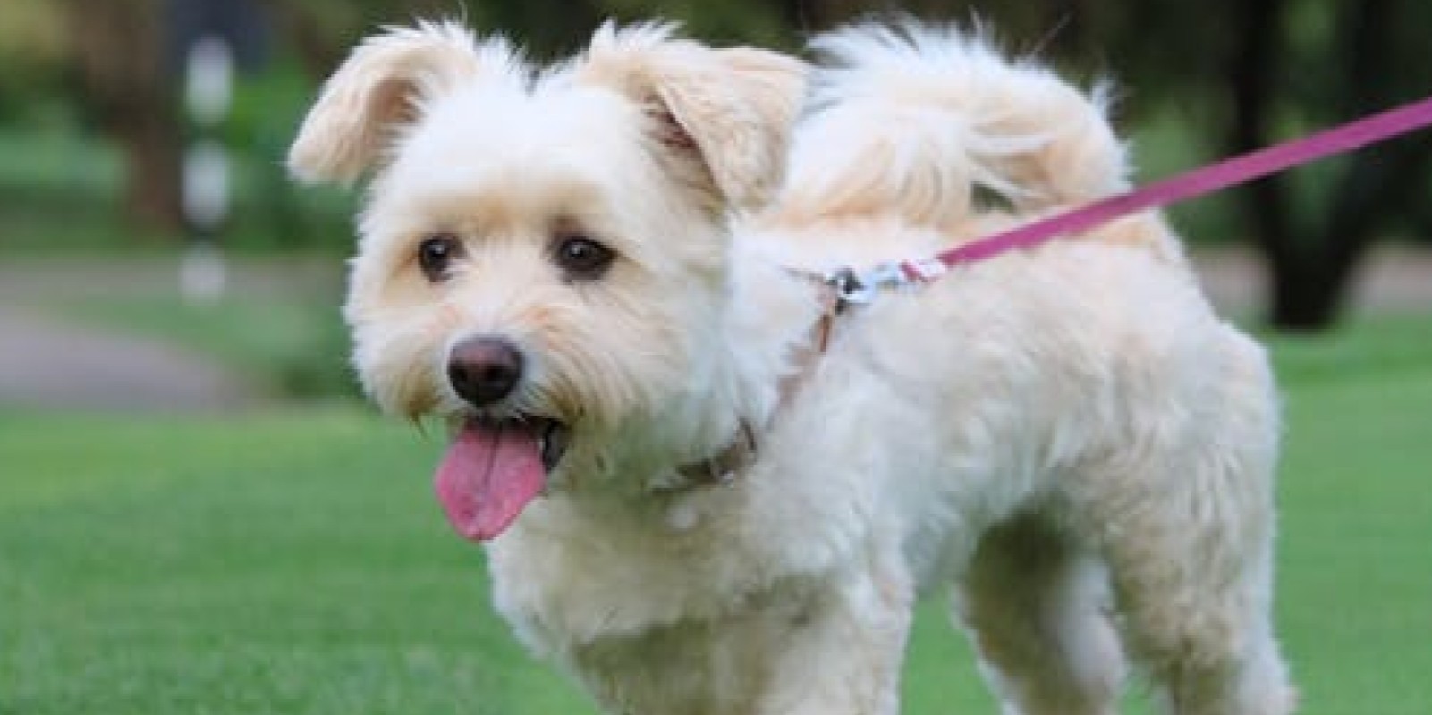 April Puppy Classes Raheny