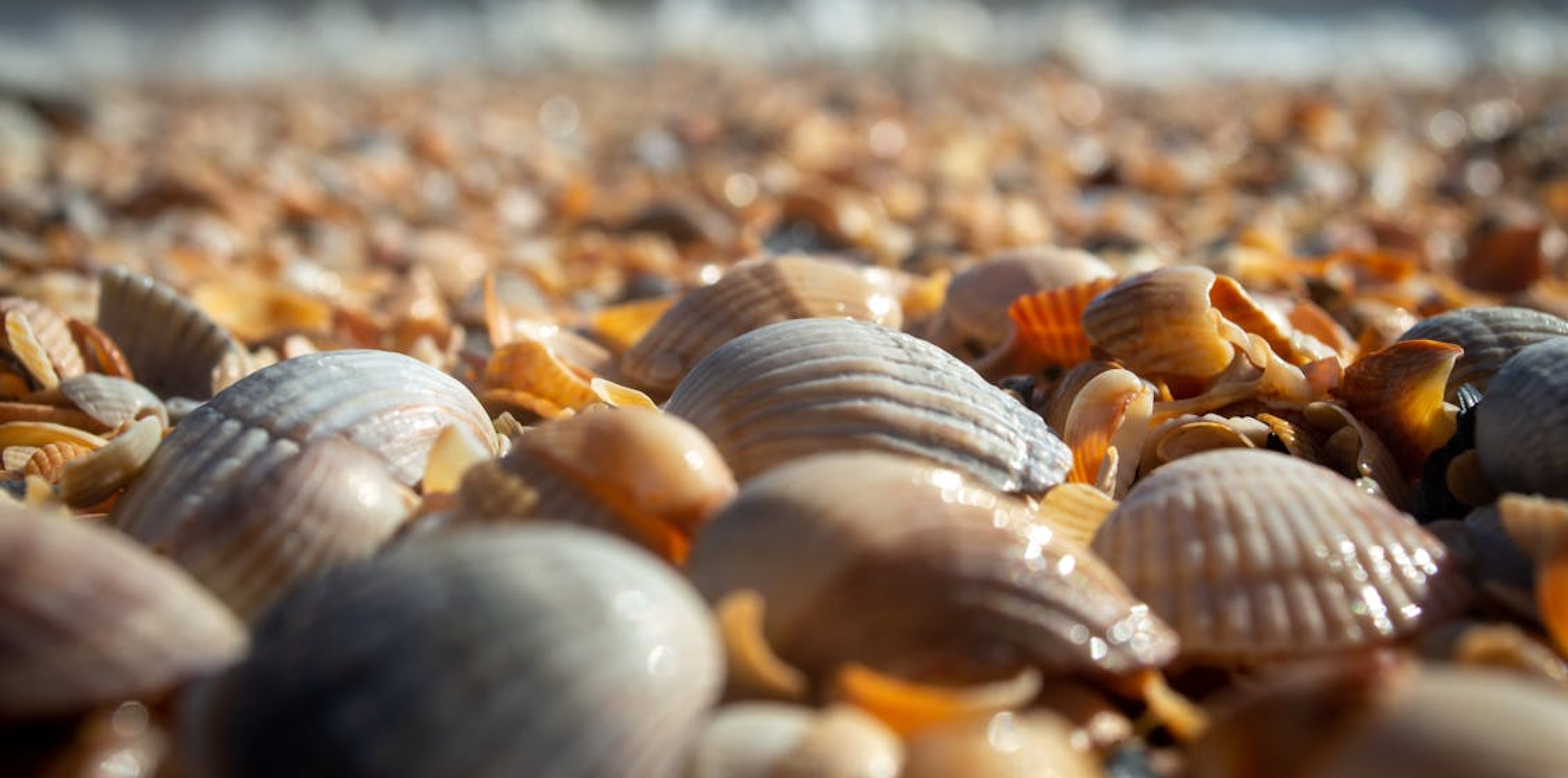 The Shell Whisperer