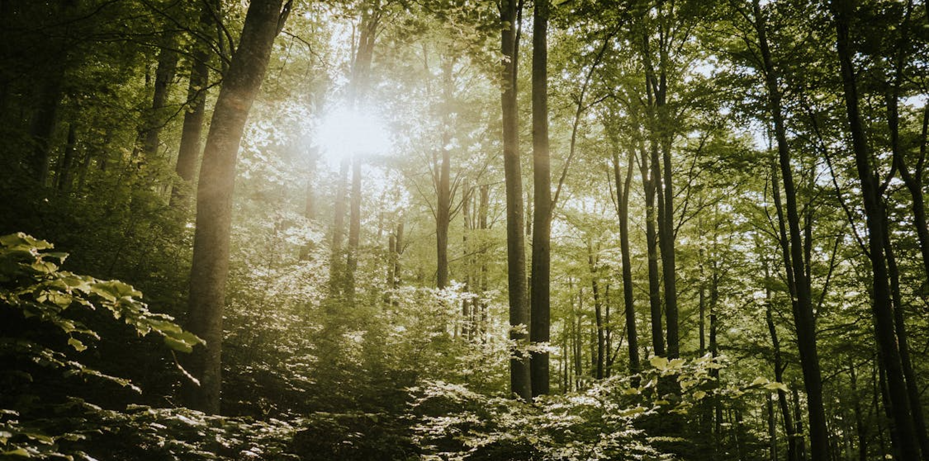 Small beasts BIG Woods | Bio Week 2026 Co Wicklow