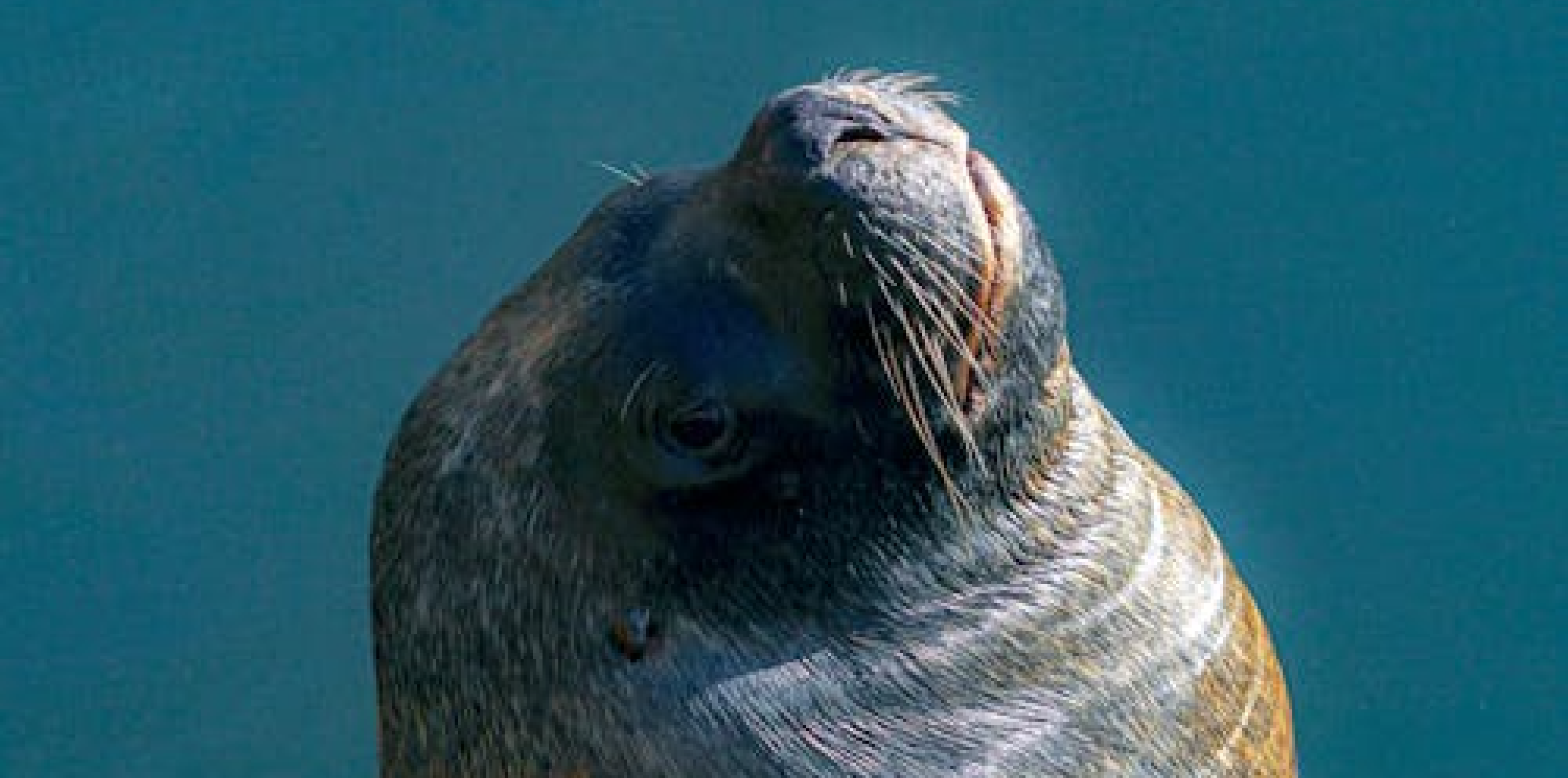 Sea Lion Keeper Talk