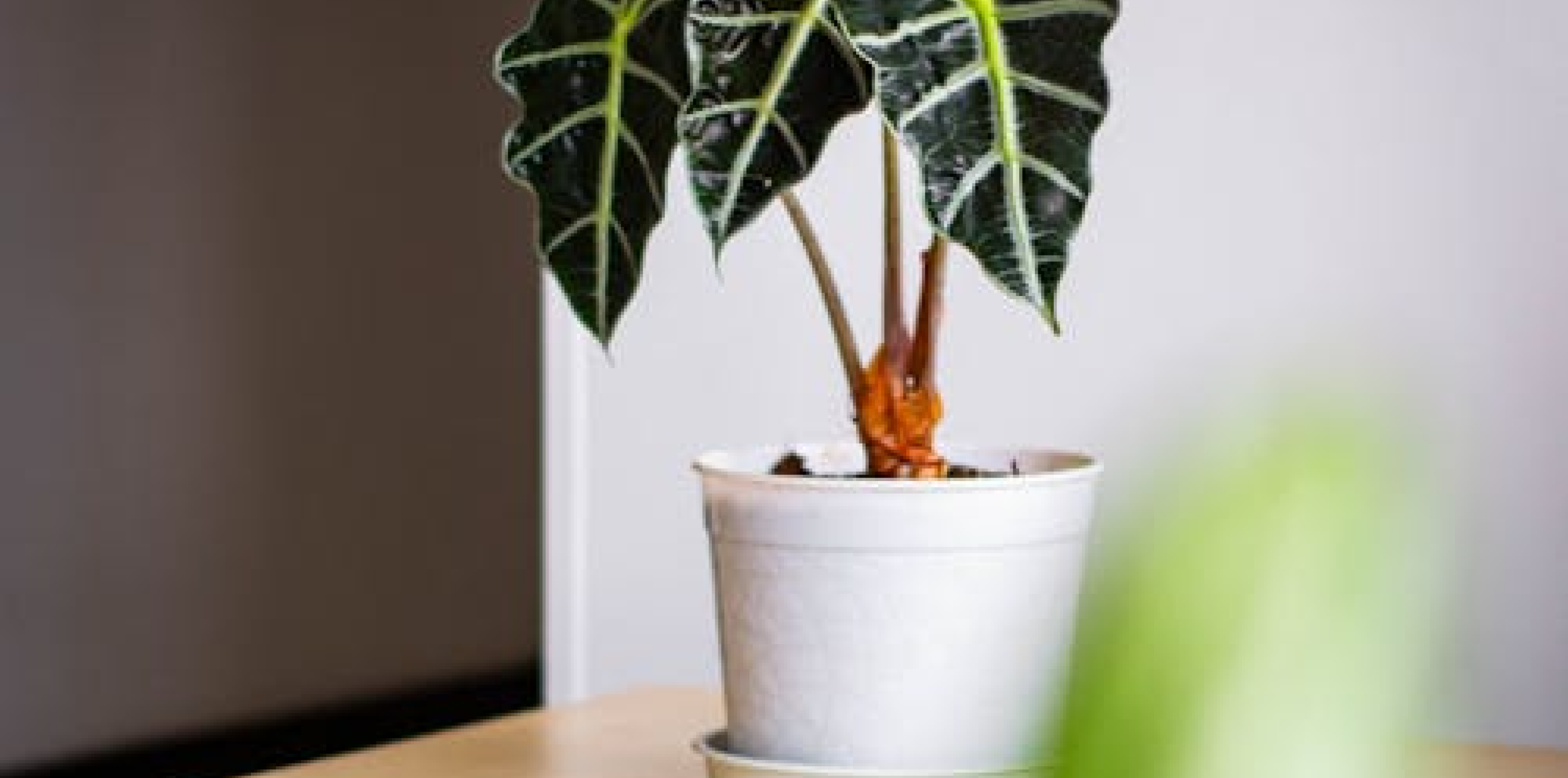 Botanical Collage Makerspace | The Bare Food Company