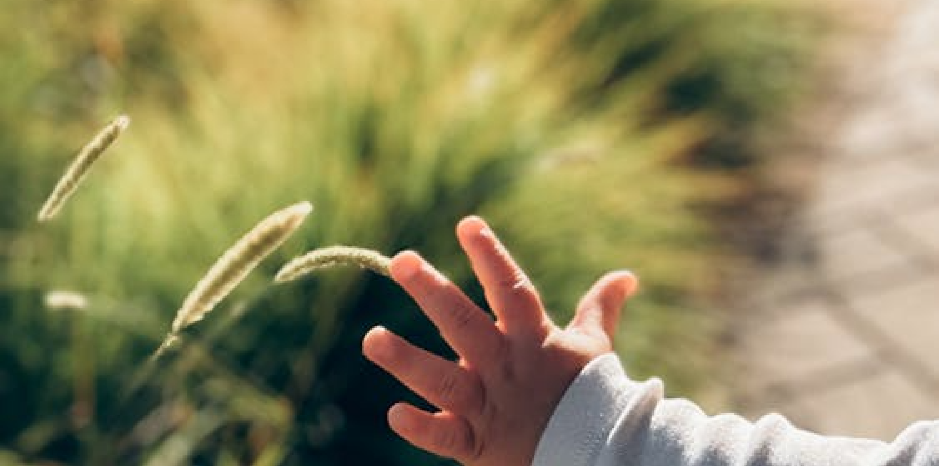 Wild Wonders | A Sensory Dance