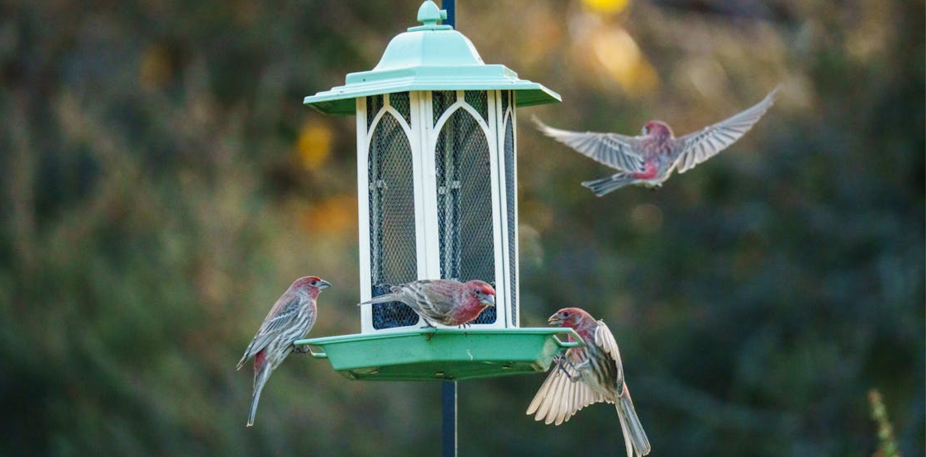 Silk Worm Families Drop-in: Bird Feeder