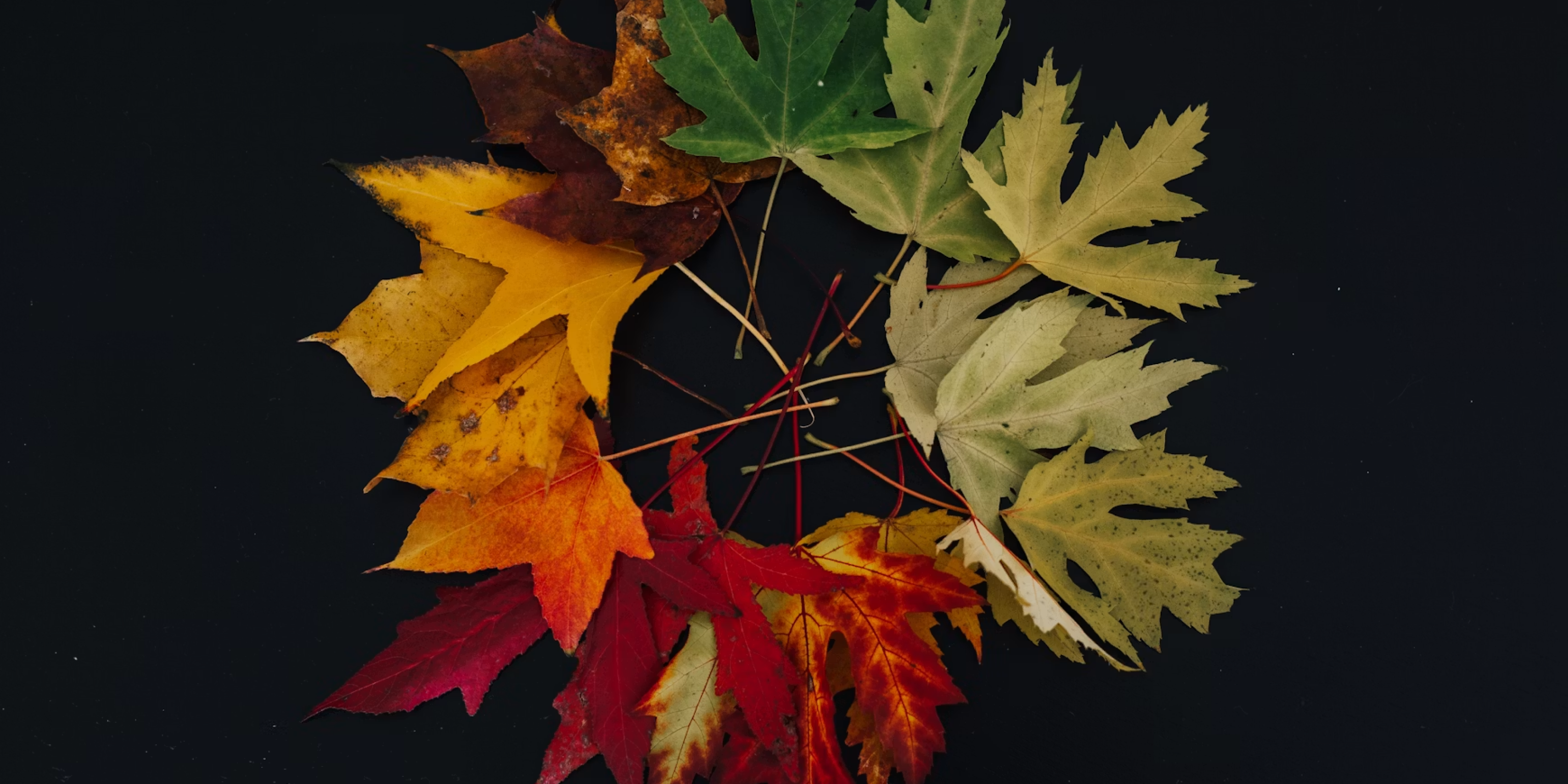 Vivaldi, The Four Seasons | Recomposed by Max Richter