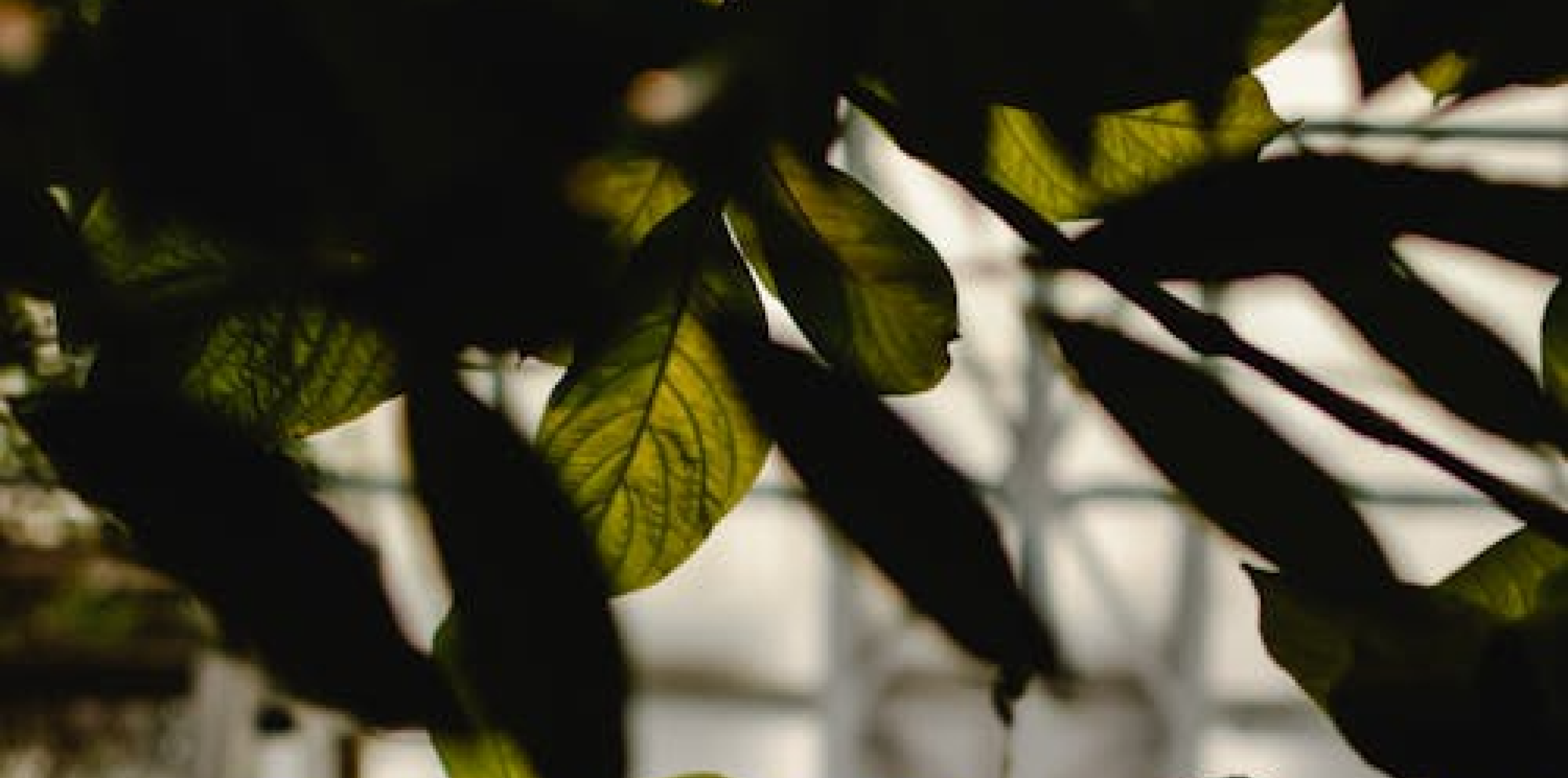 Plant Dyes and Botanical Flag Making | Ages 7-12