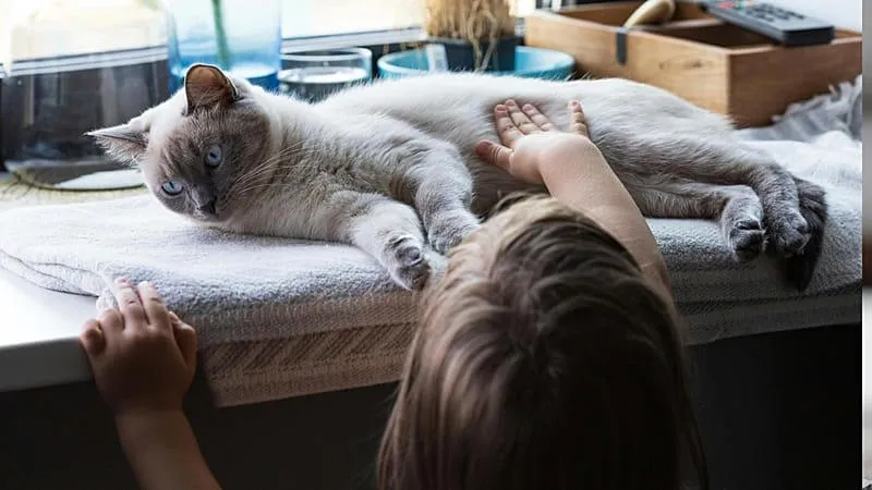 House cats can help unlock better cancer treatments for humans: Study