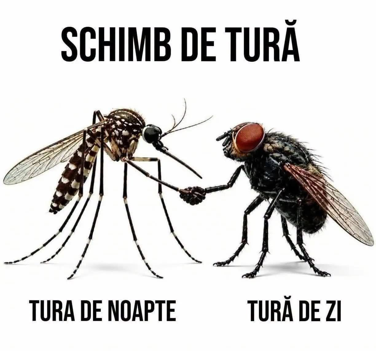 Schimb de tura