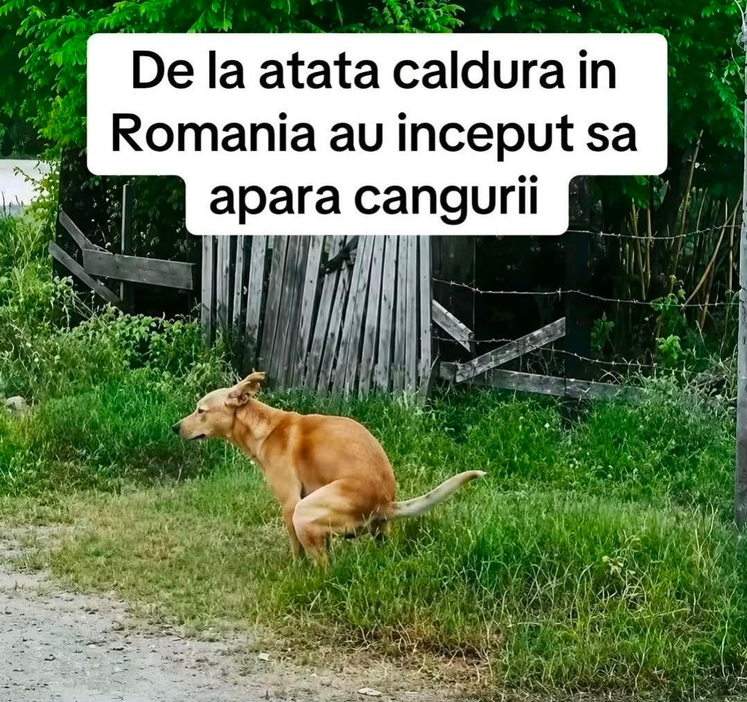 De la atata caldura in Romania, au inceput sa apara canguri