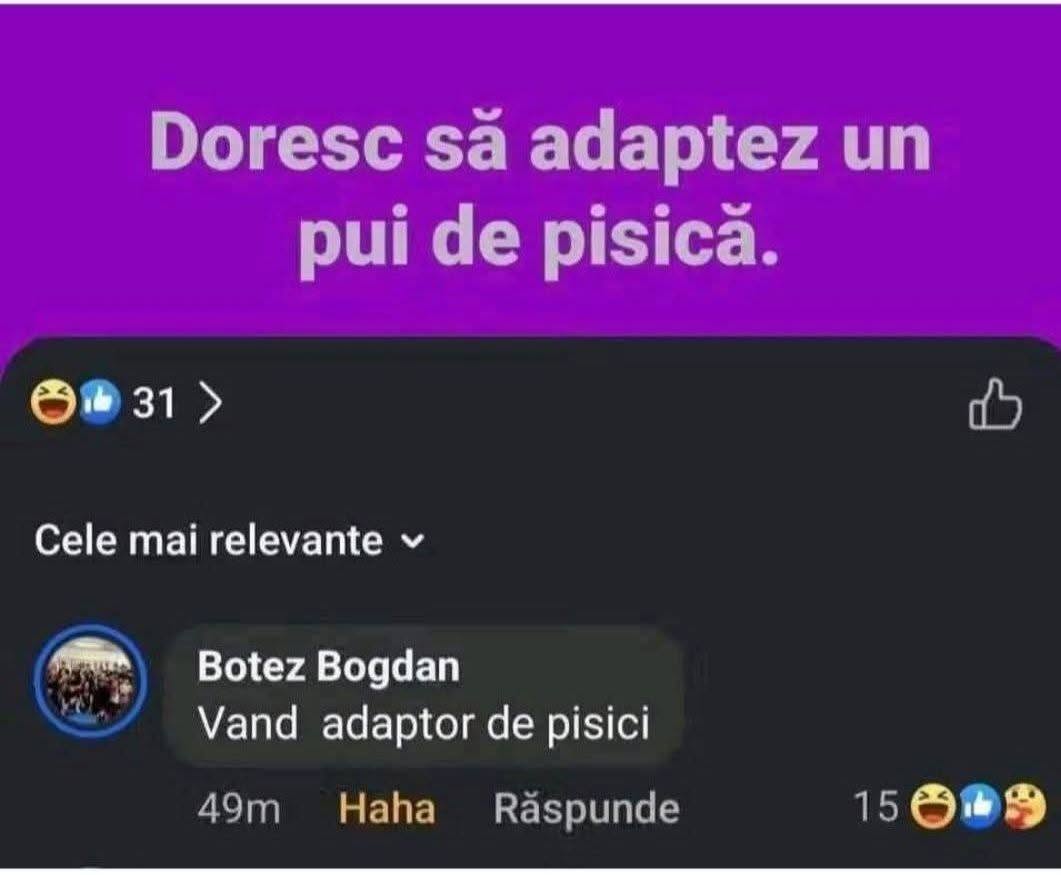 Doresc sa adaptez un pui de pisica