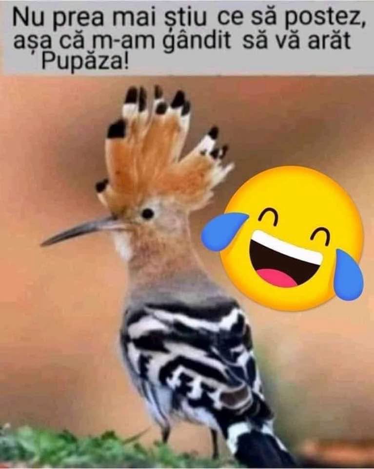 Nu prea mai știu ce să postez, așa că vă arăt Pupăza