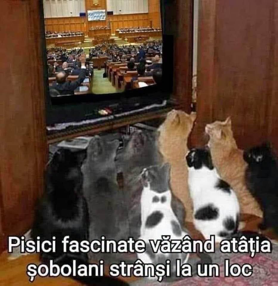 Pisici fascinate văzând atâția șobolani strânși la un loc