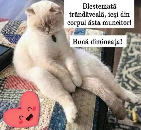 Blestemată trândăveală, ieși din corpul ăsta muncitor