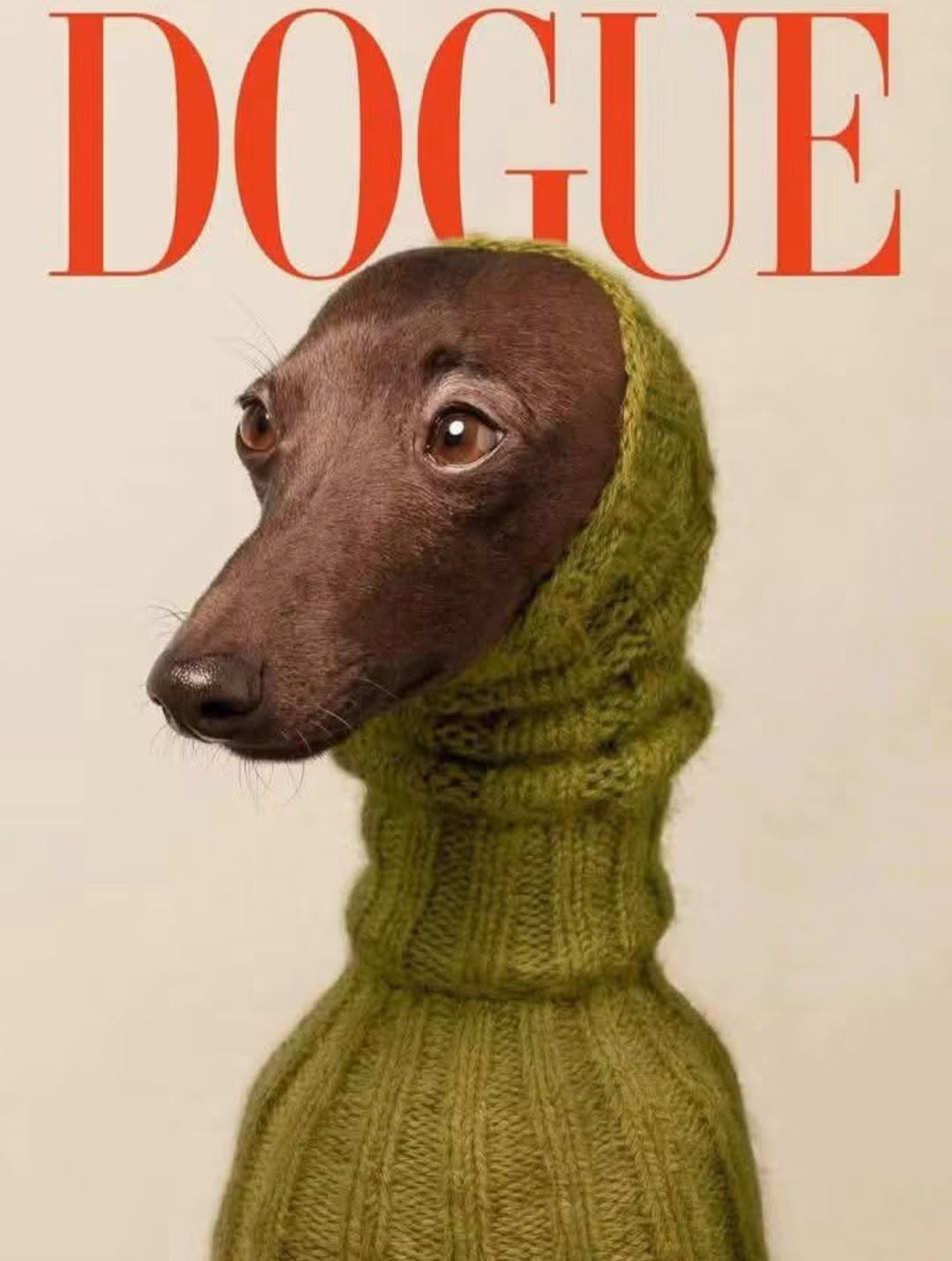 DOGUE: coperta de toamnă