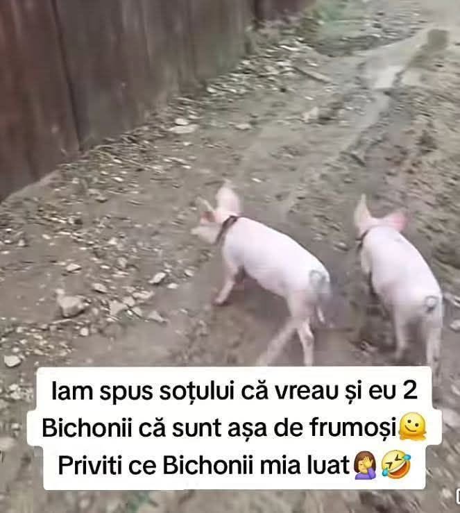 I-am spus soțului că vreau și eu 2 Bichoni. Priviți ce Bichoni mi-a luat