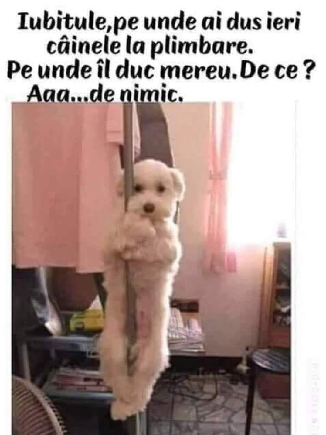 Iubitule, pe unde ai dus ieri câinele la plimbare?