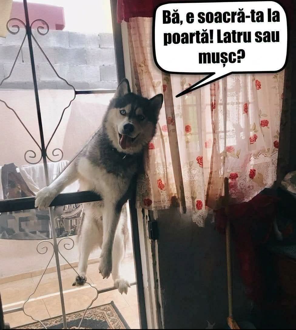 Bă, e soacră-ta la poartă! Latru sau mușc?