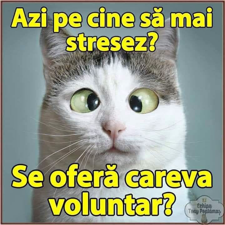 Azi pe cine să mai stresez? Se oferă careva voluntar?