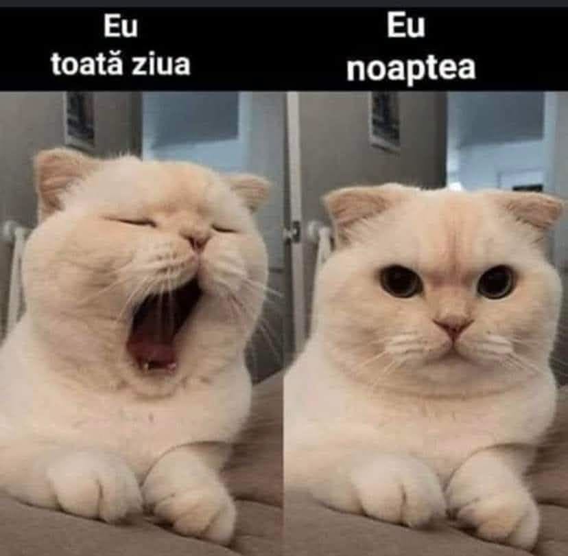 Eu toată ziua vs. eu noaptea