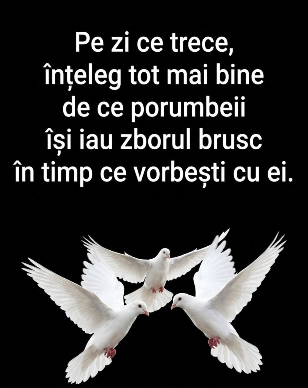 Pe zi ce trece, înțeleg tot mai bine de ce porumbeii își iau zborul brusc când vorbești cu ei